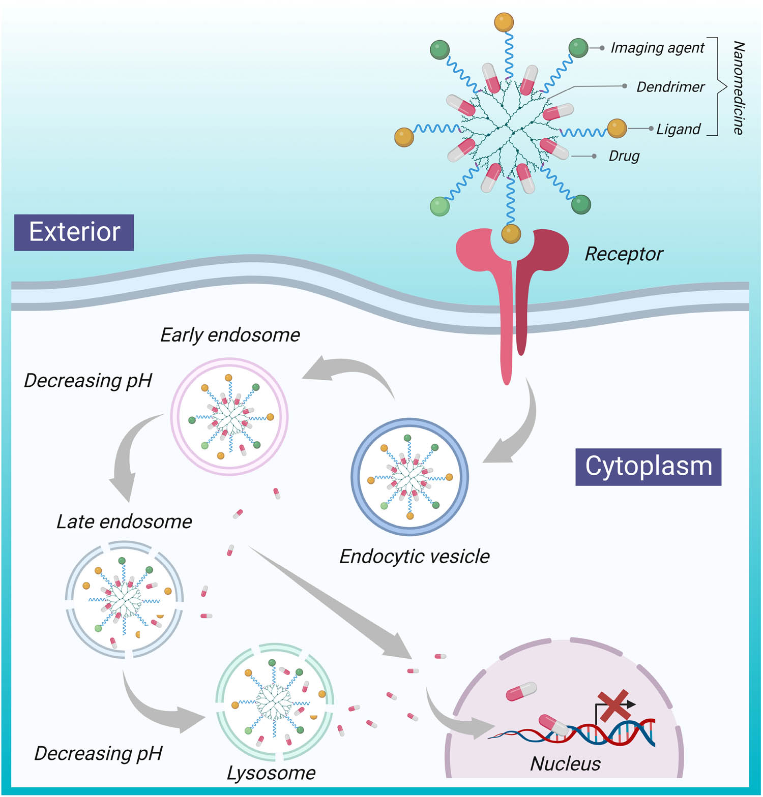 Figure 1 
               Nanoparticle (like doxorubicin and methotrexate) mechanism [93] for drug delivery to the brain using dendrimers. Nanomedicine, which is difficult to pass through the BBB, could be transferred using dendrimer, with the presence of ligands that are recognized by receptors present on the exterior of the BBB.
            