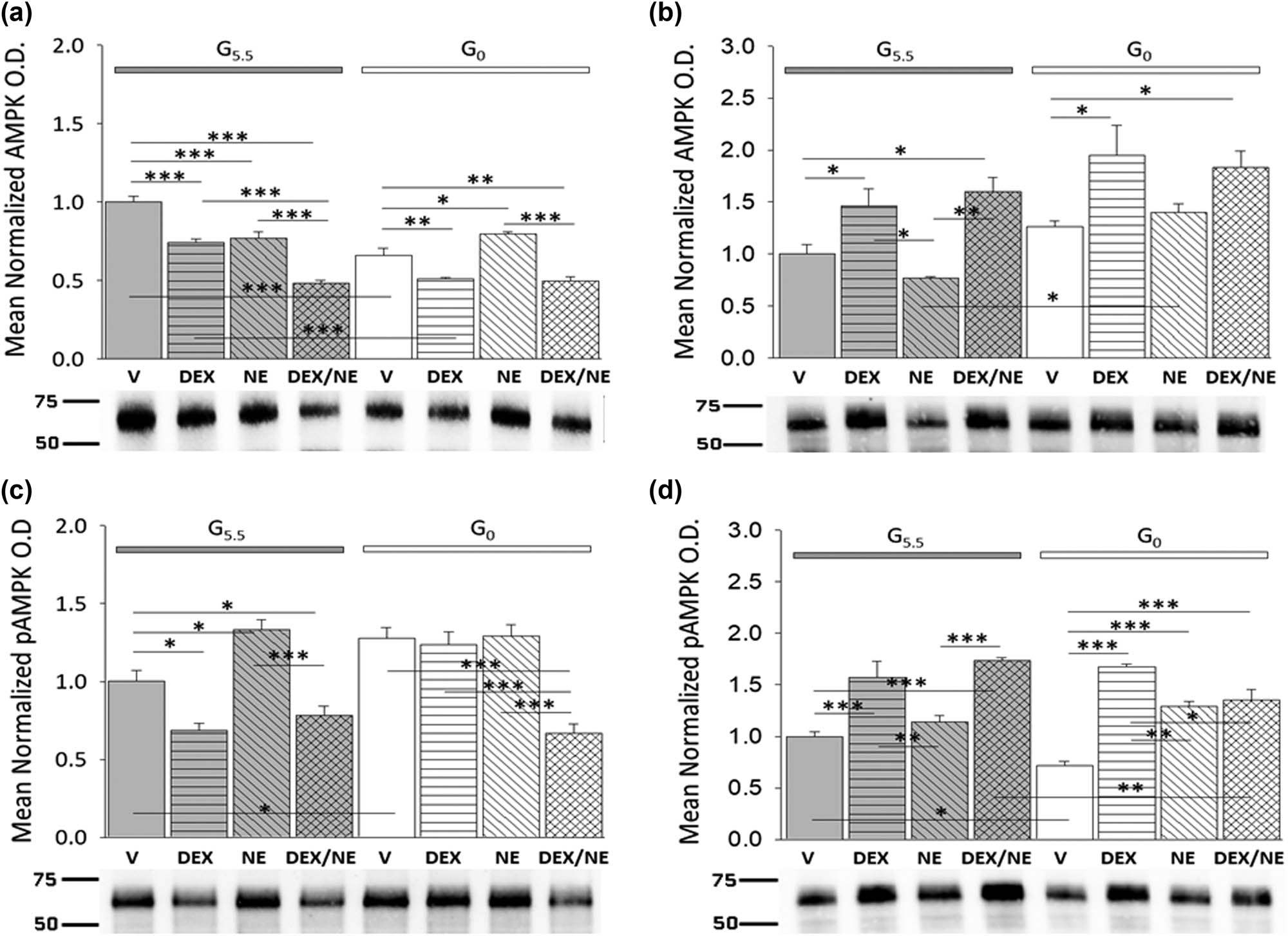 Figure 3 
               Impact of glucose provision versus starvation on DEX- or NE-associated patterns of AMPK and pAMPK protein expression in male and female hypothalamic primary astrocyte cultures. Data illustrate mean normalized AMPK or pAMPK protein O.D. values ± S.E.M. for glucose-suppled (G5.5; gray bars) or glucose-deprived (G0; white bars) male (a and c: n = 3 independent experiments per treatment group) and female (b and d: n = 3 independent experiments per treatment group) astrocytes assigned to the following treatment groups: G5.5- or G0-V (solid bars), G5.5- or G0-DEX (horizontal-striped bars), G5.5- or G0-NE (diagonal-striped bars), G5.5- or G0-DEX/NE (cross-hatched bars). Data were analyzed by two-way ANOVA and Student Newman Keuls post-hoc test. Statistical differences between treatment groups are indicated by the following symbols: *p < 0.05; **p < 0.01; and ***p < 0.001.
            