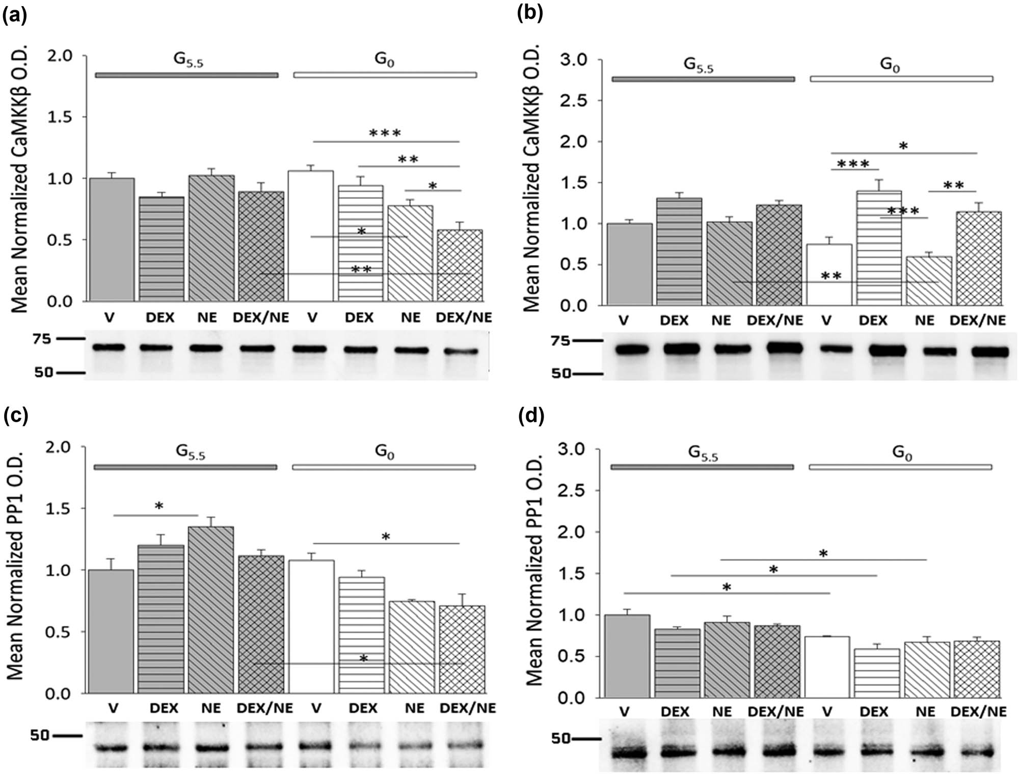 Figure 4 
               Effects of singular or combinatory DEX and NE treatment on CaMKKβ and PP1 protein profiles in glucose-supplied versus glucose-deprived hypothalamic astrocytes from each sex. Bars depict mean normalized male and female astrocyte CaMKKβ (a: male n = 3 independent experiments per treatment group and c: female n = 3 independent experiments per treatment group) or PP1 (b: male n = 3 independent experiments per treatment group and d: female n = 3 independent experiments per treatment group) protein O.D. measures ± S.E.M. after the following treatments: G5.5- or G0-V, G5.5- or G0-DEX, G5.5- or G0-NE, G5.5- or G0-DEX/NE. Data were analyzed by two-way ANOVA and Student Newman Keuls post-hoc test. Statistical differences between treatment groups are indicated by the following symbols:*p < 0.05; **p < 0.01; and ***p < 0.001.
            