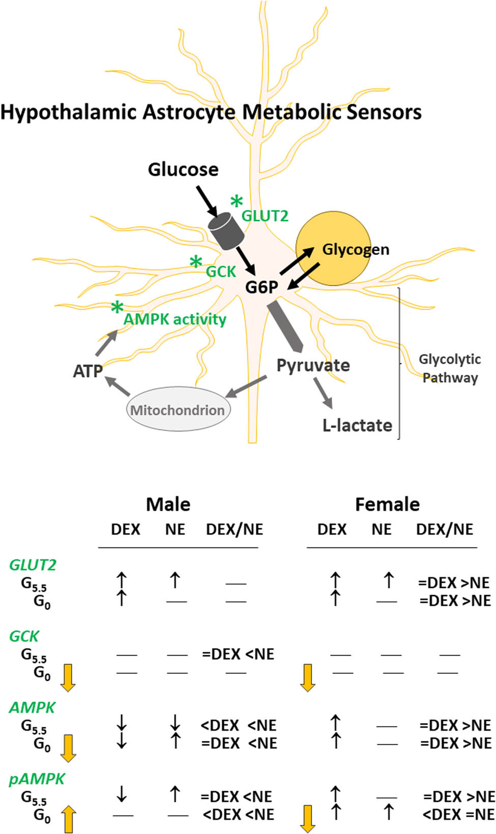 Figure 7 
               Schematic depiction of sex-specific glucocorticoid and noradrenergic regulation of glucoprivic-sensitive hypothalamic astrocyte nutrient/energy proteins. Abbreviations: AMPK: 5′-AMP-activated protein kinase; ATP: adenosine triphosphate; DEX: dexamethasone; GLUT2: glucose transporter-2; G6P: glucose-6-phosphate; GCK: glucokinase (hexokinase IV); NE: norepinephrine; pAMPK: phosphoAMPK. Symbols: *: nutrient/energy sensor;  decrease relative to G5.5; ↑: increase versus non-drug-treated controls; ↓: decrease versus non-drug-treated controls; —: no change versus non-drug-treated controls. Summarized here are glucocorticoid and noradrenergic stimulus effects on glucoprivic-sensitive (GCK, AMPK) versus -insensitive (GLUT2) metabolic sensory proteins in each sex. Study outcomes show that DEX and NE impose glucose-dependent control of astrocyte total and pAMPK protein profiles that varies by sex. NE control of specific astrocyte target proteins is also glucose-sensitive, and interaction with GR signaling may be operative in one, but not both sexes.
            