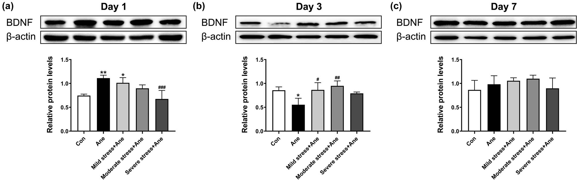 Figure 4 
                  Effects of acute restraint stress and anesthesia on BDNF protein levels in the hippocampus of mice. Relative protein levels of BDNF in the hippocampus of mice detected on Day 1 (a), Day 3 (b), and Day 7 (c) after anesthesia. All data are presented as mean value ± SD (n = 4/group). *P < 0.05, **P < 0.01, compared with the Con group; #
                     P < 0.05, ##
                     P < 0.01, ###
                     P < 0.001, compared with the Ane group (One-way ANOVA followed by Bonferroni post hoc test).
               
