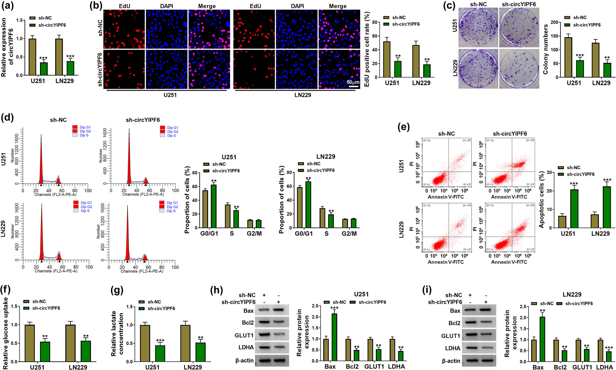 Figure 2 
                  Silencing of circYIPF6 suppressed the proliferation and glycolysis and promotes apoptosis of glioma cells in vitro. (a) qRT-PCR detection of circYIPF6 in glioma cells transfected with sh-circYIPF6 or sh-NC (n = 3). (b) Representative images (left) and EdU-positive cell rate (right) in glioma cells transfected with sh-circYIPF6 or sh-NC of the EdU staining assay (n = 3). (c) Colony formation images (left) and colony numbers statistics (right) in glioma cells transfected with sh-circYIPF6 or sh-NC (n = 3). (d) Flow cytometry detection for cell cycle distribution in glioma cells transfected with sh-circYIPF6 or sh-NC (n = 3). (e) Flow cytometry detection for cell apoptosis in glioma cells transfected with sh-circYIPF6 or sh-NC (n = 3). (f and g) The glucose uptake and lactate concentration in glioma cells transfected with sh-circYIPF6 or sh-NC were examined (n = 3). (h and i) Western blot indicating the expression of Bax, Bcl2, GLUT1, and LDHA in glioma cells transfected with sh-circYIPF6 or sh-NC (n = 3). ***P < 0.001, **P < 0.01.
               