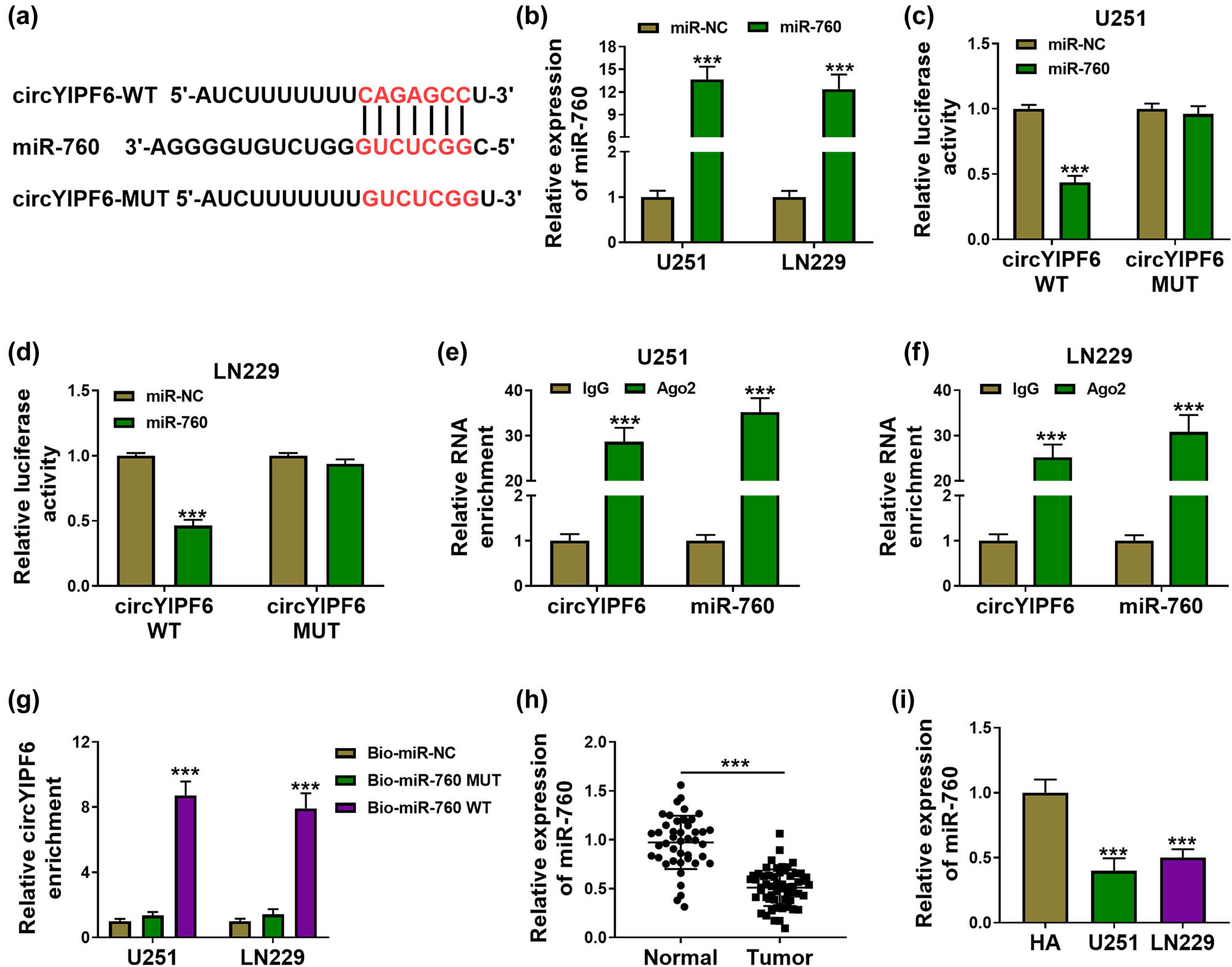 Figure 3 
                  circYIPF6 serves as a sponge for miR-760. (a) The predicted miR-760 binding sites in the circYIPF6. (b) qRT-PCR detection of miR-760 in glioma cells transfected with miR-760 mimics or miRNA mimics (n = 3). (c and d) Luciferase reporter activity of circYIPF6-WT or circYIPF6-MUT in glioma cells after transfection with miR-760 (n = 3). (e and f) Fold enrichment of circYIPF6 and miR-760 by Ago2 antibody or IgG antibody in glioma cells (n = 3). (g) The enrichment of circYIPF6 by miR-760 pull-down in glioma cells (n = 3). (h and i) The expression of miR-760 in tumor tissues (n = 57) and normal tissues (n = 43) and cells (n = 3) were detected by qRT-PCR. ***P < 0.001.
               
