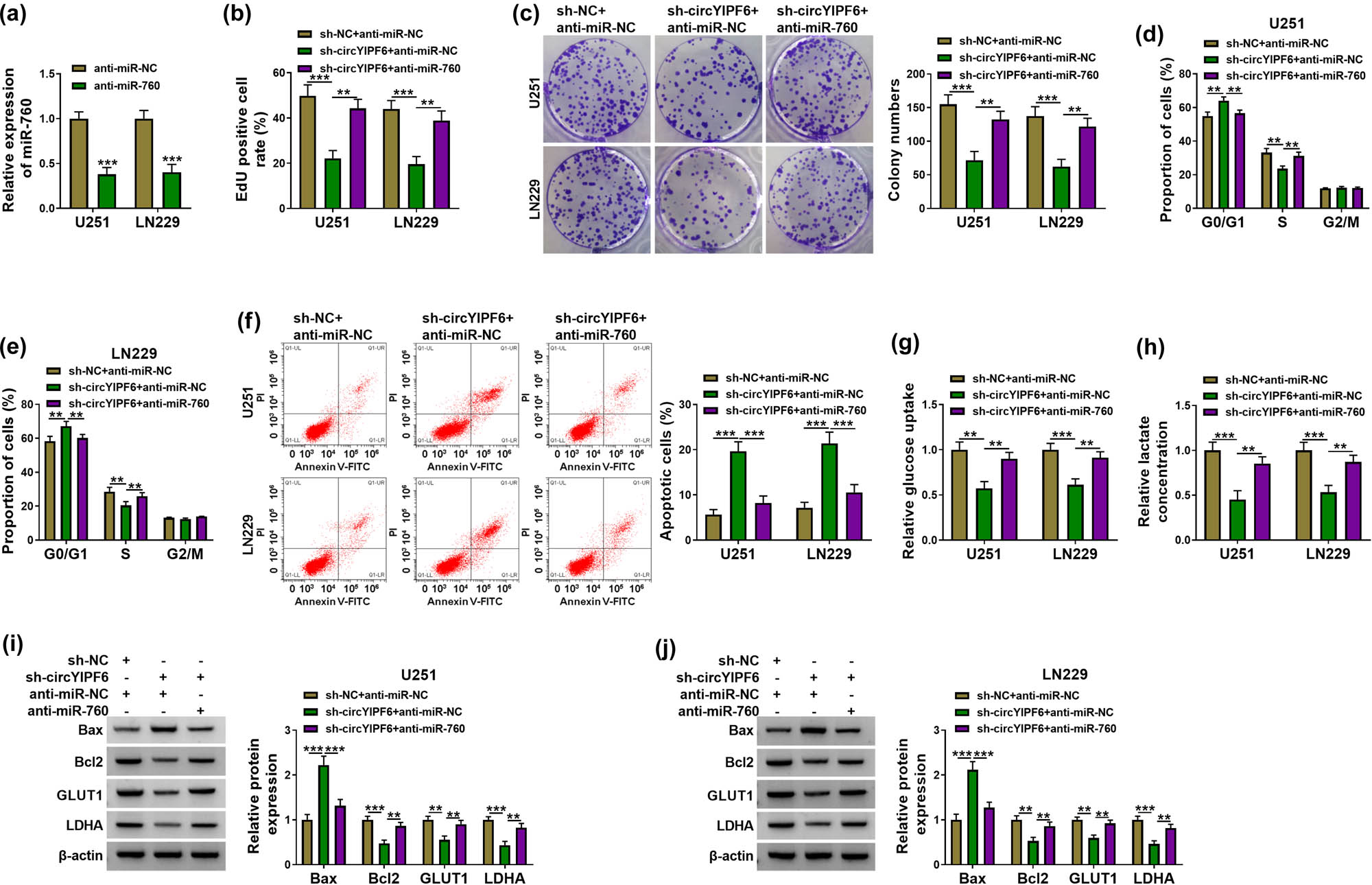 Figure 4 
                  Knockdown of circYIPF6 inhibits proliferation and glycolysis and promotes apoptosis of glioma cells via sponging miR-760. (a) qRT-PCR confirmation of the miR-760 expression in miR-760 inhibitor-transfected glioma cells (n = 3). (b) EdU staining of glioma cells transfected with sh-NC + anti-miR-NC, sh-circYIPF6 + anti-miR-NC or sh-circYIPF6 + anti-miR-760, and EdU-positive cell rate (n = 3). (c) Colonies formed in glioma cells transfected with sh-NC + anti-miR-NC, sh-circYIPF6 + anti-miR-NC, or sh-circYIPF6 + anti-miR-760 (n = 3). (d and e) Flow cytometry detection of cell cycle distribution of glioma cells after sh-NC + anti-miR-NC, sh-circYIPF6 + anti-miR-NC, or sh-circYIPF6 + anti-miR-760 transfection (n = 3). (f) Flow cytometry detection of cell apoptosis of glioma cells after sh-NC + anti-miR-NC, sh-circYIPF6 + anti-miR-NC, or sh-circYIPF6 + anti-miR-760 transfection (n = 3). (g) Glucose uptake and (h) lactate concentration were measured in sh-NC + anti-miR-NC-, sh-circYIPF6 + anti-miR-NC-, or sh-circYIPF6 + anti-miR-760-transfected glioma cells (n = 3). (i and j) Western blot displaying the expression of Bax, Bcl2, GLUT1, and LDHA in glioma cells transfected with sh-NC + anti-miR-NC, sh-circYIPF6 + anti-miR-NC, or sh-circYIPF6 + anti-miR-760 (n = 3). ***P < 0.001, **P < 0.01.
               