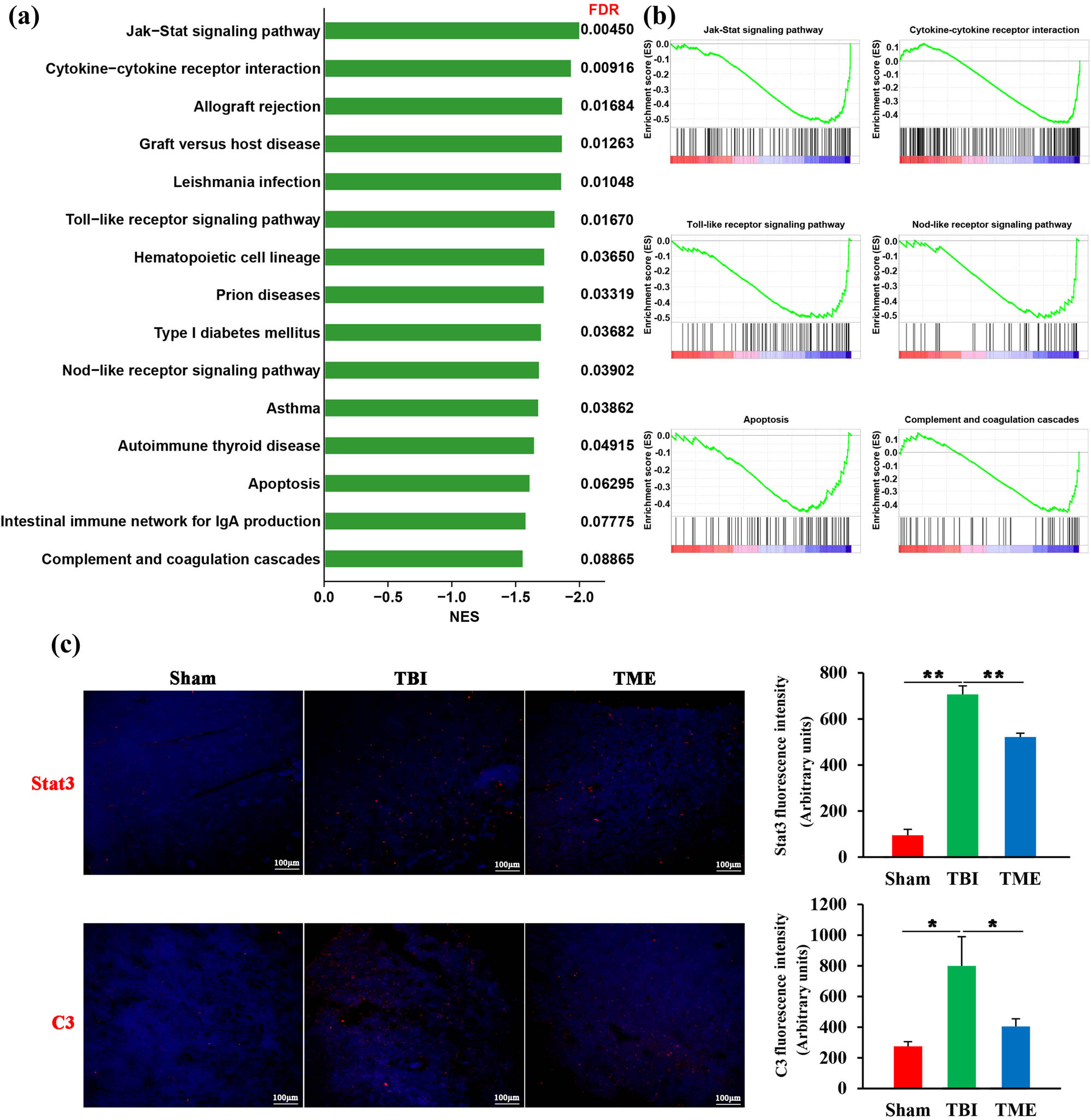 Figure 4 
                  HIF-1α was involved in neuroinflammation-related biological processes. (a) Bar graph showing enriched kyoto encyclopedia of genes and genomes pathways obtained from GSEA. (b) Representative GSEA enrichment plots. (c) Representative images and quantification of Stat3 (n = 3 rats per group, F(2,6) = 148.2, P = 7.81 × 10−6) and C3 (n = 3–4 rats per group, F(2,8) = 7.655, P = 0.00139) staining. The difference was determined by one-way ANOVA followed by the Tukey HSD post hoc test. TBI, traumatic brain injury; 2ME2, 2-methoxyestradiol. Data are expressed as mean values ± SEM. *P < 0.05; **P < 0.01.
               
