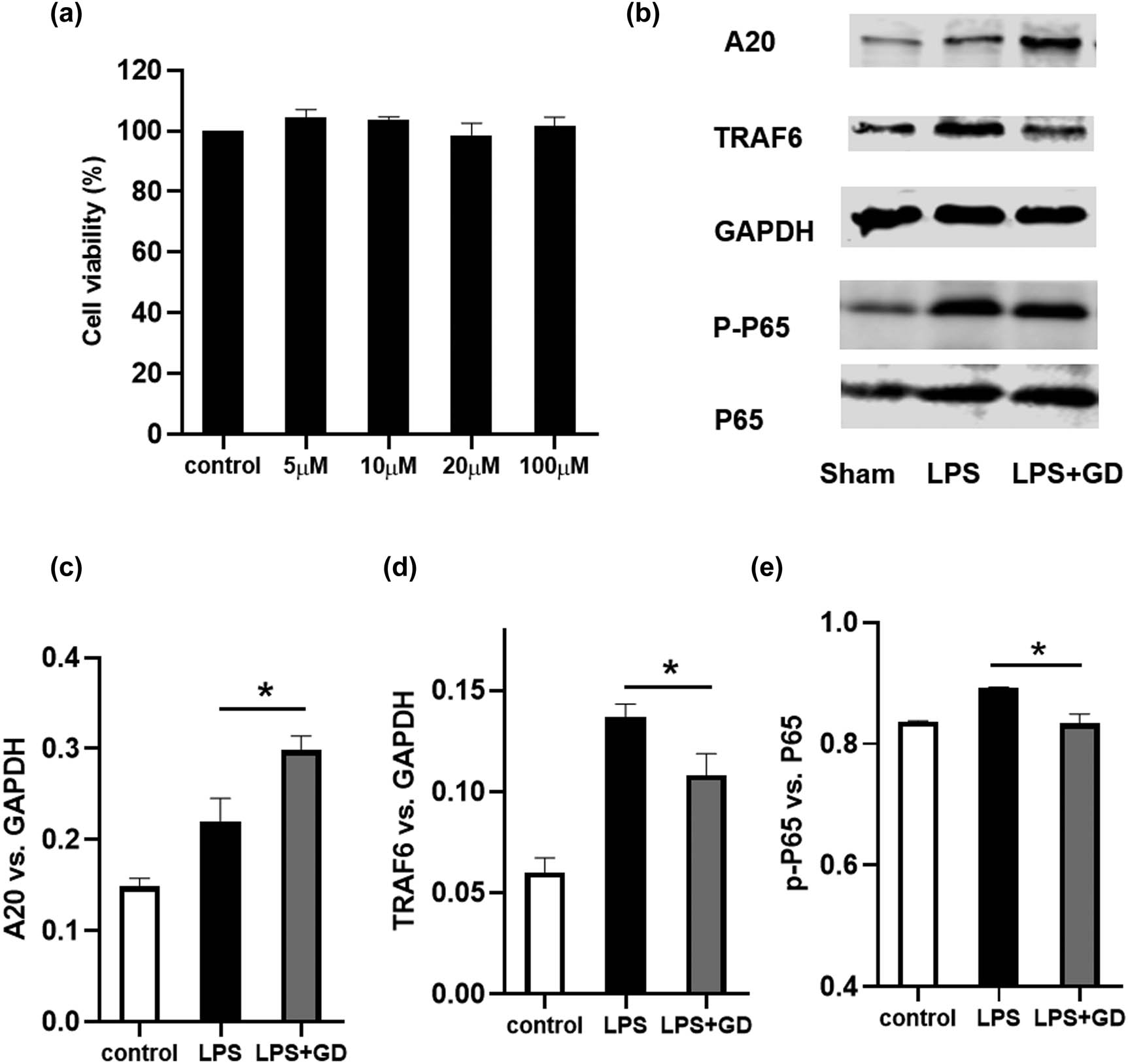 Figure 6
Geniposide inhibited LPS-induced inflammation by upregulating A20 expression and downregulating TRAF6 expression and NF-κB phosphorylation in BV2 cells. The cell viability was examined by CCK8 assay (a). The expression of A20, TRAF6, p-NF-κB 65, and p-NF-κB in BV2 cells was detected by western blot (b). Quantification of the expression of A20 (c), TRAF6 (d), and phosphorylation of NF-κB (e) by Image-pro-plus. The results shown are representative of three independent experiments (*P < 0.05, one-way ANOVA). Data are expressed as mean ± SEM; n = 4–6 per group.