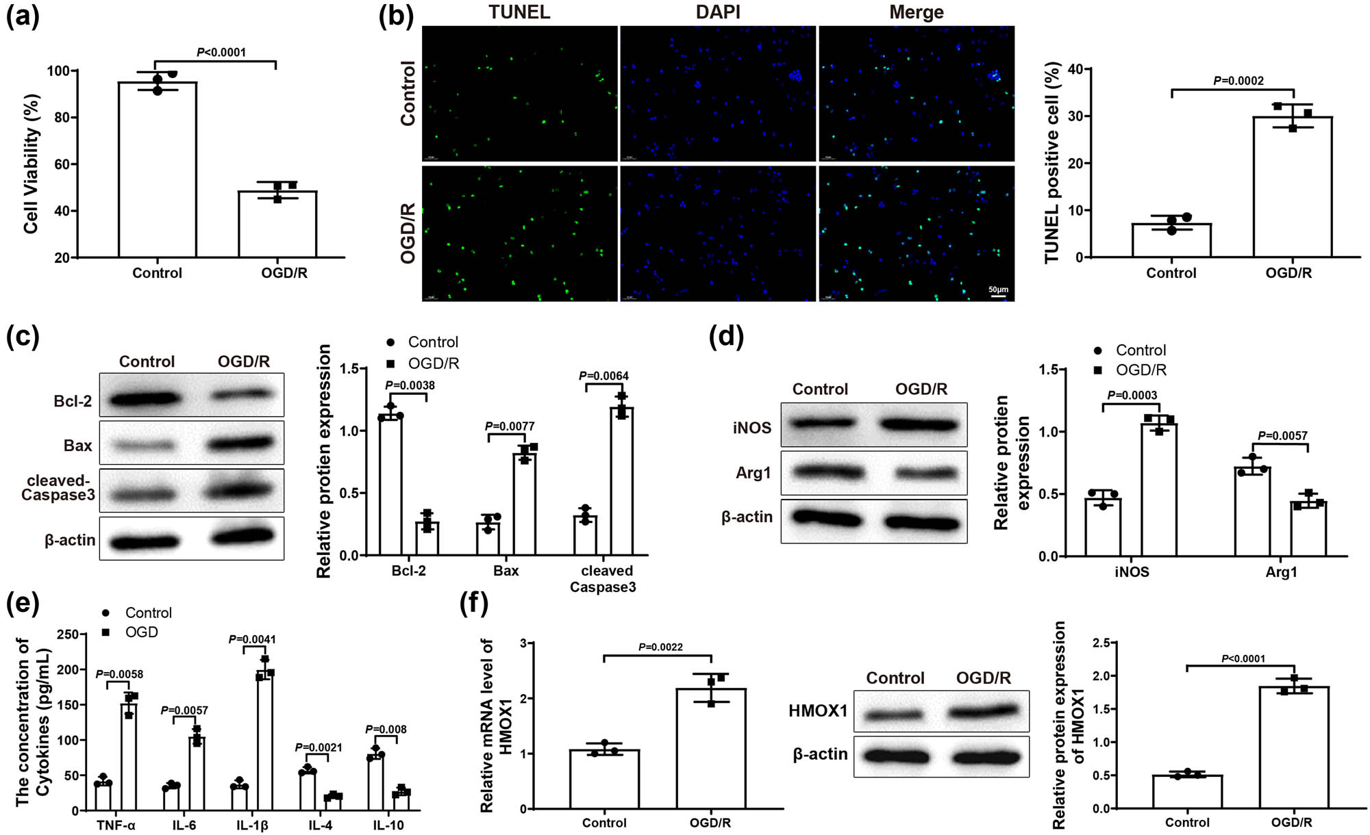 Figure 1 
                  HMOX1 expressed at a high level in OGD/R-induced BV-2 cells. (a) MTT assay was applied to test HT22 cell viability. (b) HT22 cell apoptosis was measured by TUNEL staining. (c) Expression of apoptosis-related proteins (Bcl-2, Bax, and cleaved-Caspase 3) in HT22 cells was evaluated by western blot. (d) Expression of iNOS (a maker for M1 microglia polarization) and Arg1 (a maker for M2 microglia polarization) in BV-2 cells was examined by western blot. (e) Expression levels of inflammatory factors in BV-2 cells were detected by ELISA. (f) mRNA and protein expression of HMOX1 in BV-2 cells was measured by qRT-PCR and western blot. Each experiment was repeated three times. T-test was used for comparisons between two groups. OGD/R, oxygen glucose deprivation/reoxygenation.
               