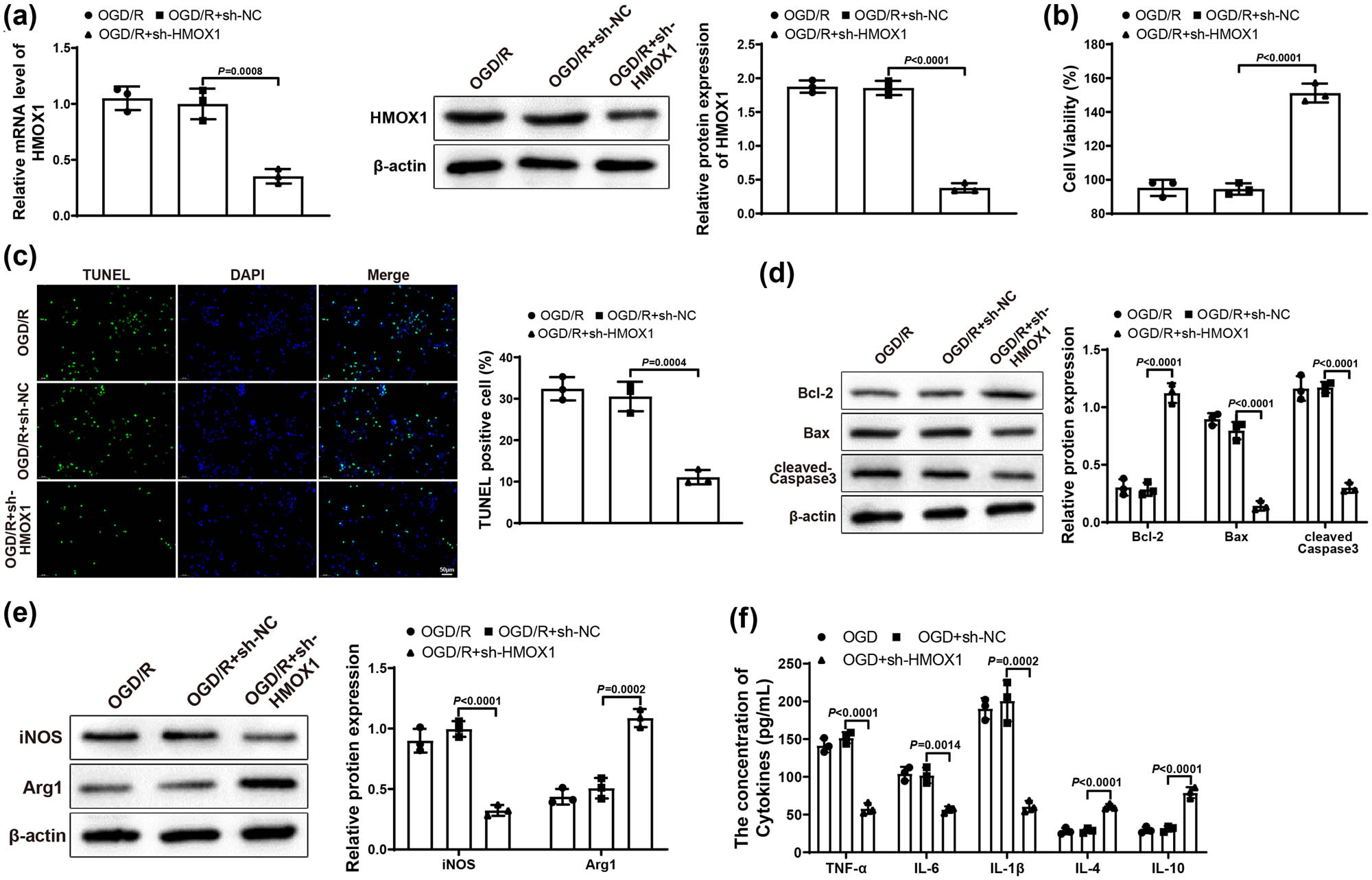 Figure 2 
                  Downregulation of HMOX1 suppressed neuronal damage and inflammatory response. (a) Expression of HMOX1 in BV-2 cells was measured by qRT-PCR and western blot. (b) MTT assay was used to test HT22 cell viability. (c) HT22 cell apoptosis was measured by TUNEL staining. (d) Expression of Bcl-2, Bax, and cleaved-Caspase 3 was evaluated by western blot in HT22 cells. (e) Expression of iNOS and Arg1 in BV-2 cells was examined by western blot. (f) Expression levels of inflammatory factors in BV-2 cells were detected by ELISA. Each assay was performed three times. One-way analysis of variance test was used for comparisons among multiple groups with Tukey’s multiple comparisons test for post hoc tests. OGD/R, oxygen glucose deprivation/reoxygenation.
               