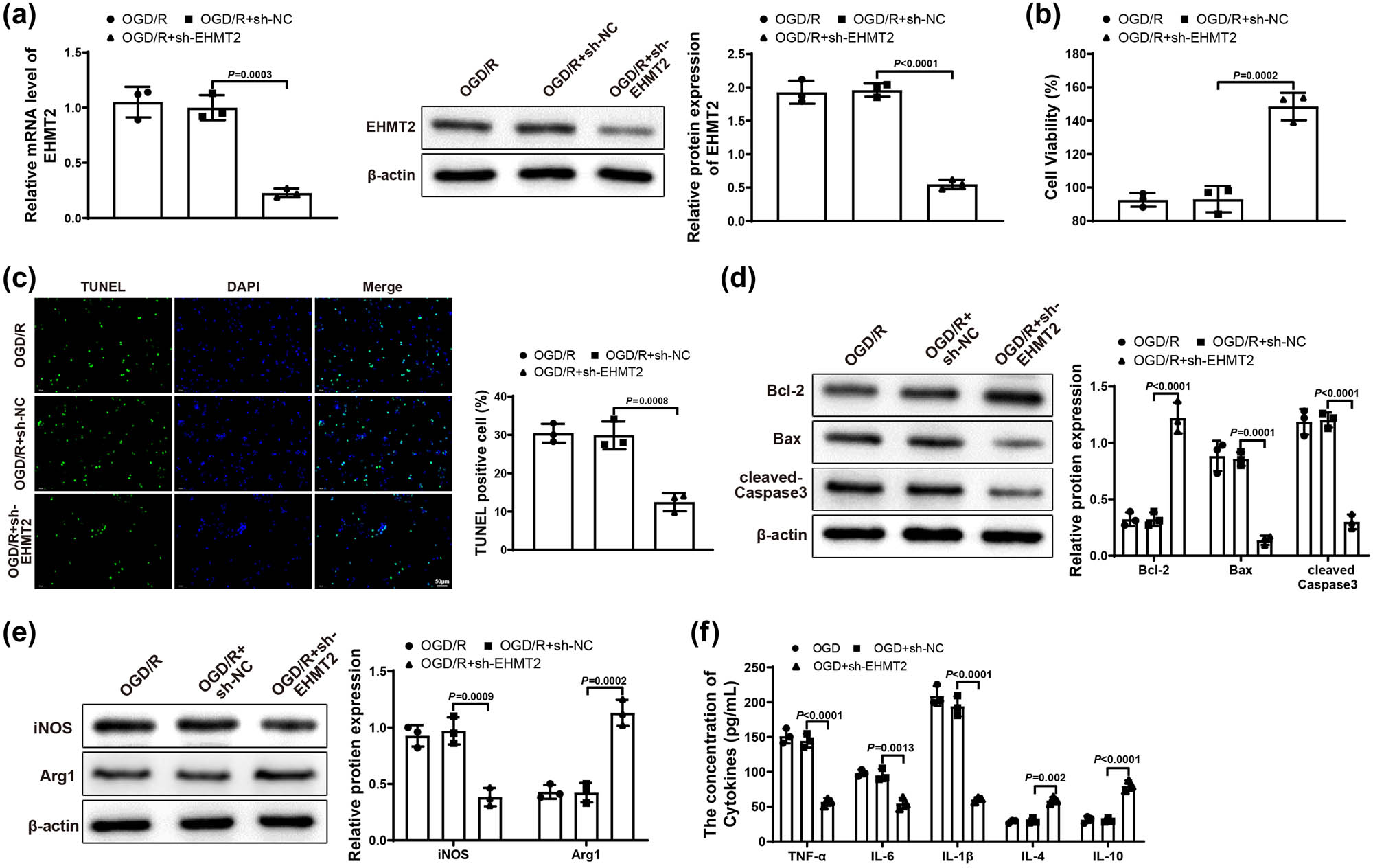 Figure 4 
                  Downregulated EHMT2 repressed neuronal damage and inflammatory response. (a) Expression of EHMT2 in BV-2 cells was tested by qRT-PCR and western blot. (b) MTT assay was applied to test HT22 cell viability. (c) HT22 cell apoptosis was evaluated by TUNEL staining. (d) Expression of Bcl-2, Bax, and cleaved-Caspase 3 in HT22 cells was examined by western blot. (e) Expression of iNOS and Arg1 in BV-2 cells was assessed by western blot. (f) Expression levels of inflammatory factors in BV-2 cells were detected by ELISA assay. Each experiment was repeated three times. One-way analysis of variance test was used for comparisons among multiple groups with Tukey’s multiple comparisons test for post hoc tests. OGD/R, oxygen glucose deprivation/reoxygenation.
               
