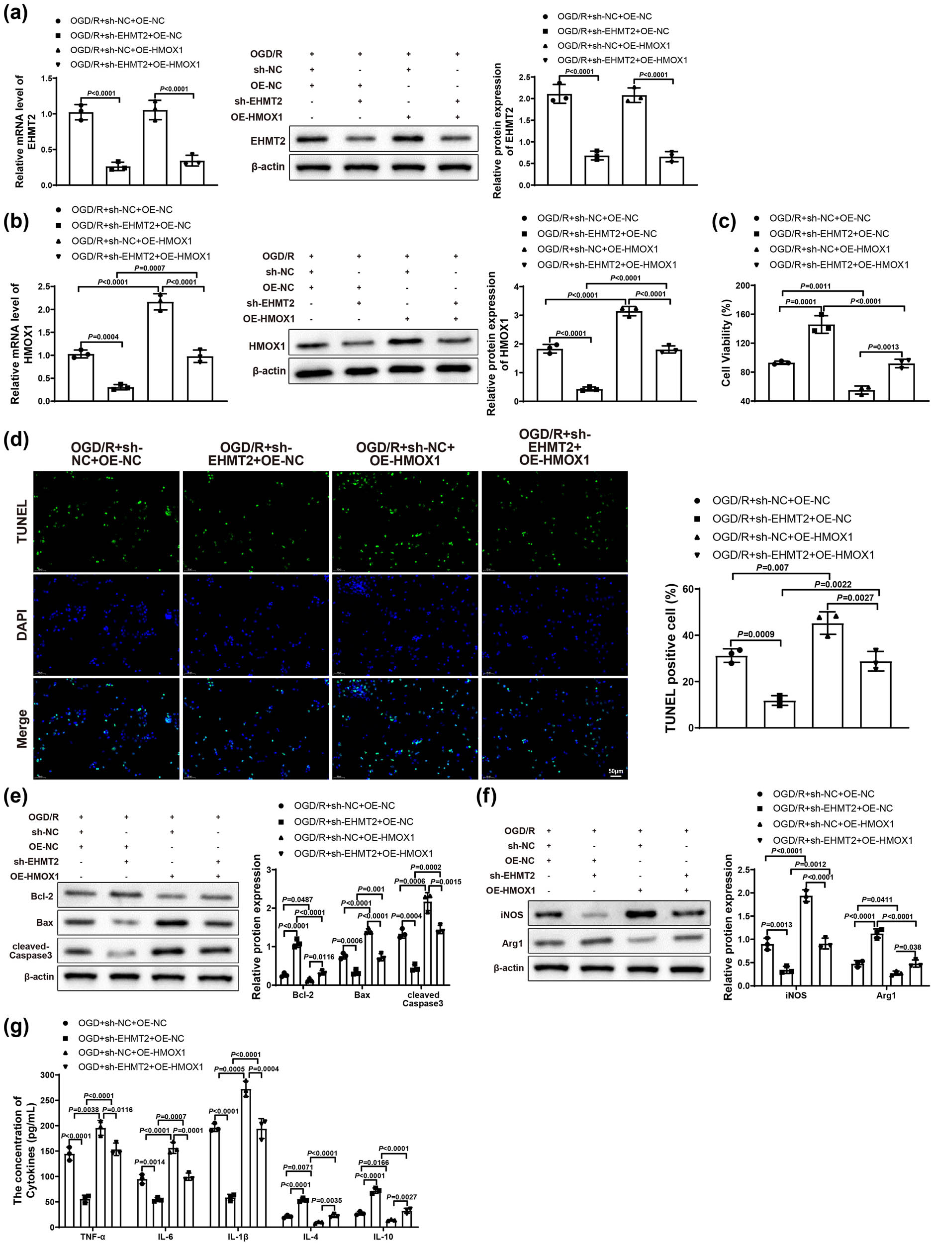 Figure 5 
                  Knockdown of EHMT2 improved neuronal damage and inflammatory response by inhibiting HMOX1 expression. (a and b) Expression of EHMT2 and HMOX1 in BV-2 cells was evaluated by qRT-PCR and western blot. (c) MTT assay was used to detect HT22 cell viability. (d) HT22 cell apoptosis was measured by TUNEL staining. (e) Expression of Bcl-2, Bax, and cleaved-Caspase 3 in HT22 cells was measured by western blot. (f) Expression of iNOS and Arg1 in BV-2 cells was assessed by western blot. (g) Expression levels of inflammatory factors in BV-2 cells were measured by ELISA. Each assay was repeated three times. One-way analysis of variance test was used for comparisons among multiple groups with Tukey’s multiple comparisons test for post hoc tests. OGD/R, oxygen glucose deprivation/reoxygenation.
               