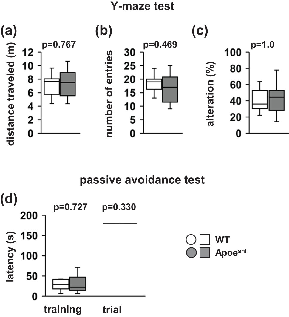 Figure 4 
                  Performance of Apoeshl mice in the Y-maze test and passive avoidance test. Y-maze test: total distance traveled (a), total number of arm entries (b), and percentage of alternations (c). Passive avoidance test: the escape latencies during the training session and retention test (d). In the retention test conducted 24 h after training, the maximum latency was set as 180 s. Data are presented as box plots (a–d). Statistical significance is represented by asterisks: *p < 0.05, +
                     p < 0.1. The p-values were calculated using Student’s t-test (a–c) or two-way ANOVA (d). (a–d) Wild-type (WT): n = 10, Apoeshl: n = 10.
               
