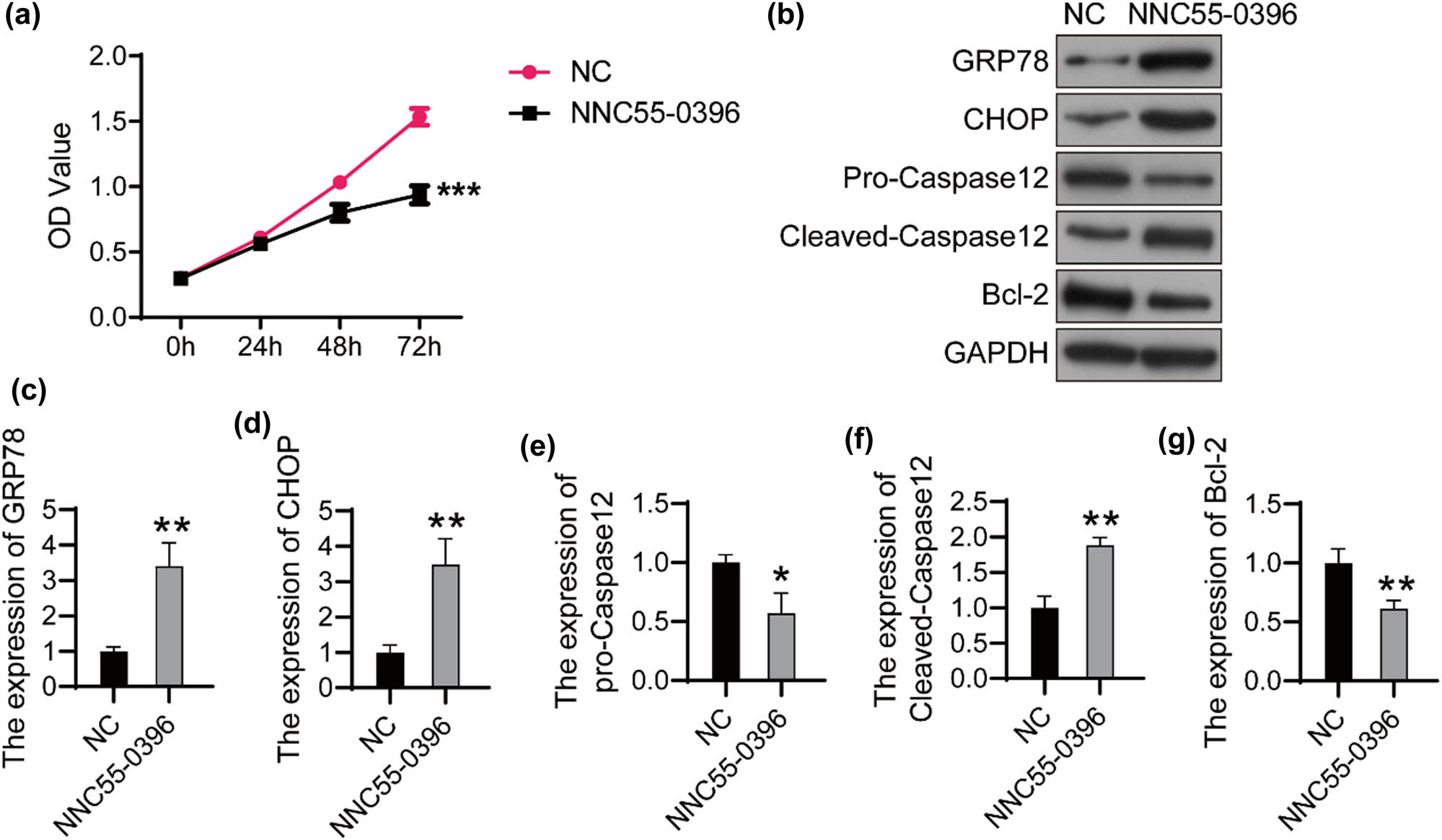 Figure 3 
                  NNC55-0396 activates ERS and induces apoptosis in U251 cells (a) The U251 cells were treated with 10 μM of NNC-55, and cell viability was detected using CCK8 every 24 h. (b) The expression of target proteins was detected using western bolt. The relative expression of GRP78 (c), CHOP (d), pro-Caspase12 (e), Cleaved-Caspase12 (f) and Bcl-2 (g) was analyzed using ImageJ software. *P < 0.05; **P < 0.01; ***P < 0.001.