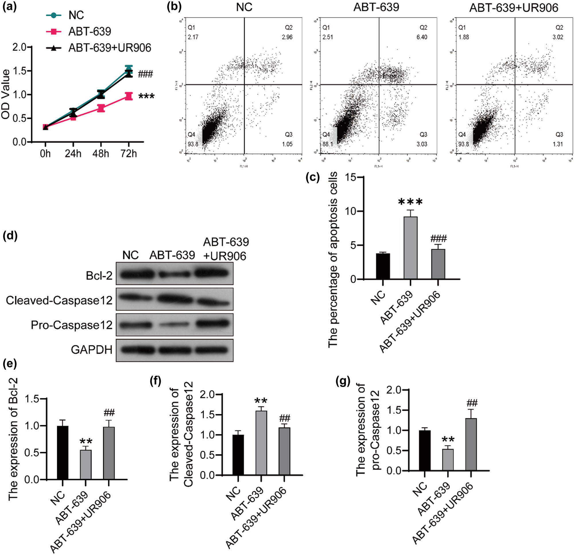 Figure 4 
                  ERS inhibitor UR906 blocked the apoptosis induced by ABT-639. (a) The U251 cells were treated with both ABT-639 (10 μM) and UR906 (30 μM) or only ABT-639 (10 μM) with PBS as the control (NC). Cell viability was determined by CCK8 assay. (b) Flow cytometry was performed to detect cell apoptosis. (c) Apoptotic cells were analyzed using FlowJo software. (d) The expression of target protein was detected using western bolt. The relative expression of Bcl-2 (e), Cleaved-Caspase12 (f), and pro-Caspase12 (g) was analyzed using ImageJ software. **P < 0.01 vs NC group; ***P < 0.001 vs NC group; ##
                     P < 0.01 vs ABT-639 group; ###
                     P < 0.001 vs ABT-639 group.