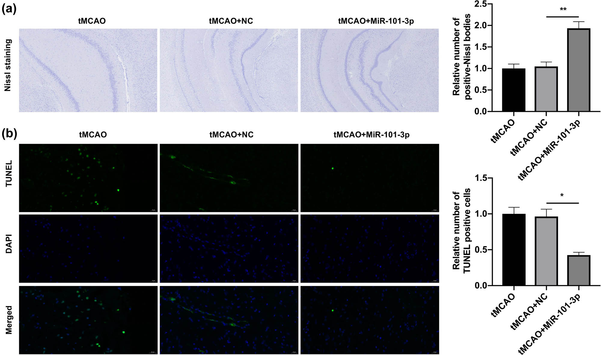 Figure 3 
                  miR-101-3p overexpression improved neuronal morphology and attenuated neuronal apoptosis in tMCAO young mice. (a) Nissl staining was conducted to assess the impact of miR-101-3p overexpression on neuron morphology in the brain of tMCAO young mice. (b) After miR-101-3p overexpression, neuron apoptosis was shown through TUNEL staining in the brain of tMCAO young mice. Magnification, 200×, scale bar = 50 μm. *P < 0.05 and **P < 0.01.