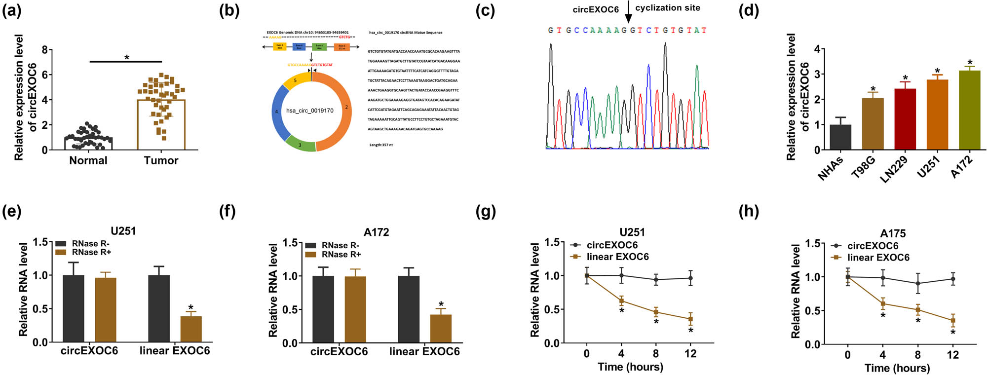 Figure 1 
                  CircEXOC6 was overexpressed in glioma sample tissues and cells. (a) CircEXOC6 expression was measured by qRT-PCR in glioma tissues and normal tissues (n = 41). (b) The structural representation of cicrEXOC6. (c) Sanger sequencing was applied to test amplification products. (d) The expression of circEXOC6 was analyzed using qRT-PCR in glioma cells (T98G, LN229, U251, and A172) and NHAs. (e) and (f) CircEXOC6 expression was examined after RNase Rdigestion in U251 and A172 cells. (g) and (h) The half-life of circEXOC6 and linear EXOC6 after treatment with actinomycin D at the indicated time points for 0, 4, 8, or 12 h in U251 and A172 cells. All experiments were performed in triplicate, with each independent experiment set three times to generate an average value. *P < 0.05.
               