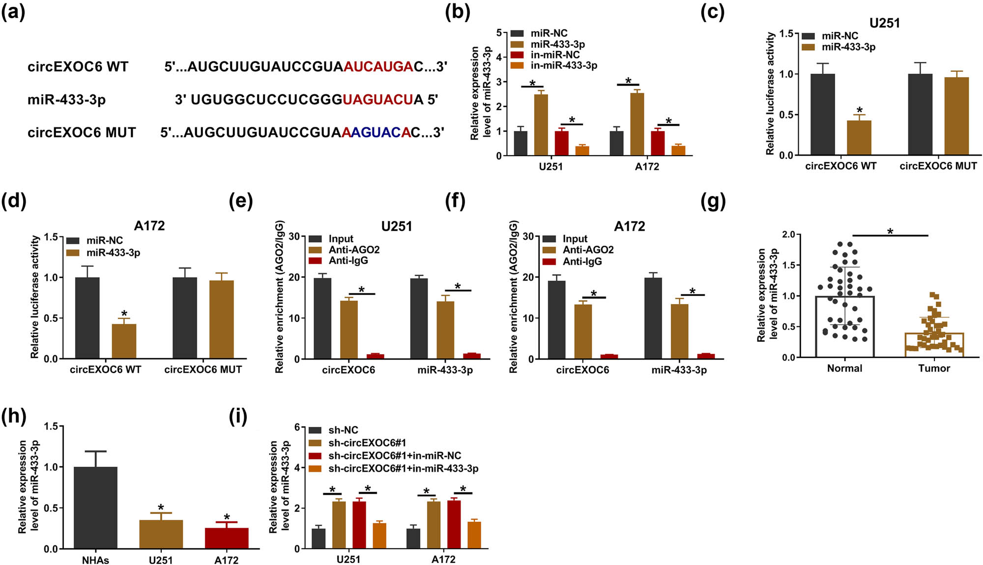 Figure 3 
                  MiR-433-3p was a target of cirEXOC6. (a) The binding sites between miR-433-3p and circEXOC6 were predicted by circinteractome. (b) The up-regulation or down-regulation efficiency of miR-433-3p was examined by qRT-PCR in U251 and A172 cells. The binding relationship between circEXOC6 and miR-433-3p was verified by dual-luciferase reporter assay (c) and (d), and RIP assay (e) and (f) in U251 and A172 cells. (g) and (h) The expression of miR-433-3p in glioma tissues and cells was detected by qRT-PCR. (i) The miR-433-3p expression level was examined in U251 and A172 cells transfected with sh-NC, sh-circEXOC6#1, sh-EXOC6#1 + in-miR-NC, or sh-circEXOC6#1 + in-miR-433-3p. All experiments were performed in triplicate, with each independent experiment set three times to generate an average value. *P < 0.05.
               