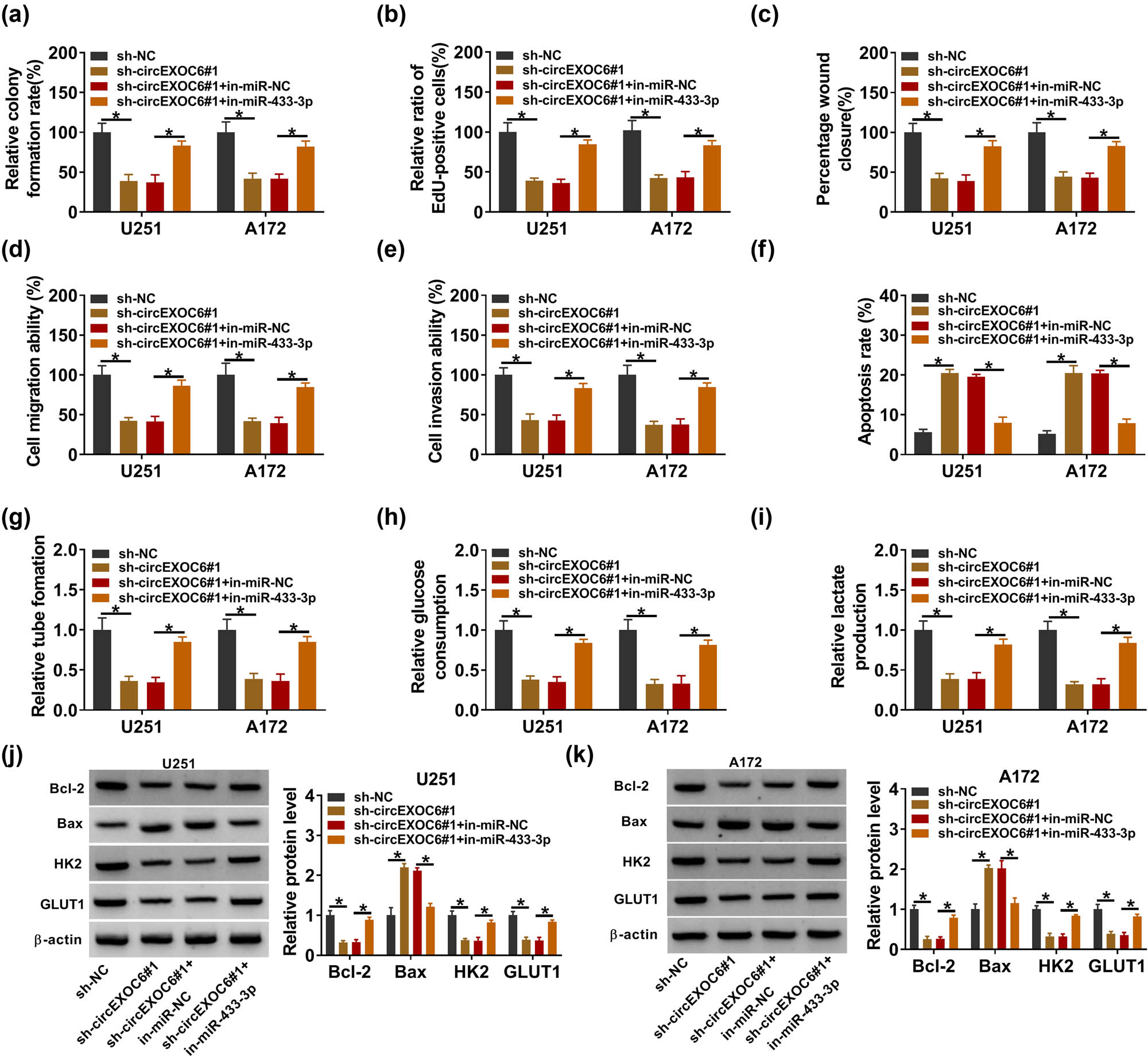 Figure 4 
                  Knockdown of circEXOC6 inhibited glioma cell progression by sponging miR-524-5p. (a)–(k) U251 and A172 cells were transfected with sh-NC, sh-circEXOC6#1, sh-EXOC6#1 + in-miR-NC, or sh-circEXOC6#1 + in-miR-433-3p. (a) and (b) Cell proliferative ability was evaluated using colony formation and EdU assay. (c)–(e) Wound healing and transwell assays were performed to assess cells’ migration and invasion. (f) Cell apoptosis was analyzed by flow cytometry assay. (g) Angiogenesis was evaluated by tube formation assay. (h) and (i) Glucose consumption and lactate production were measured to assess cell glycolysis. (j) and (k) The protein levels of apoptosis-related proteins (Bcl-2 and Bax) and glycolysis-related proteins (HK2 and GLUT1) were analyzed by western blot assay. All experiments were performed in triplicate, with each independent experiment set three times to generate an average value. *P < 0.05.
               