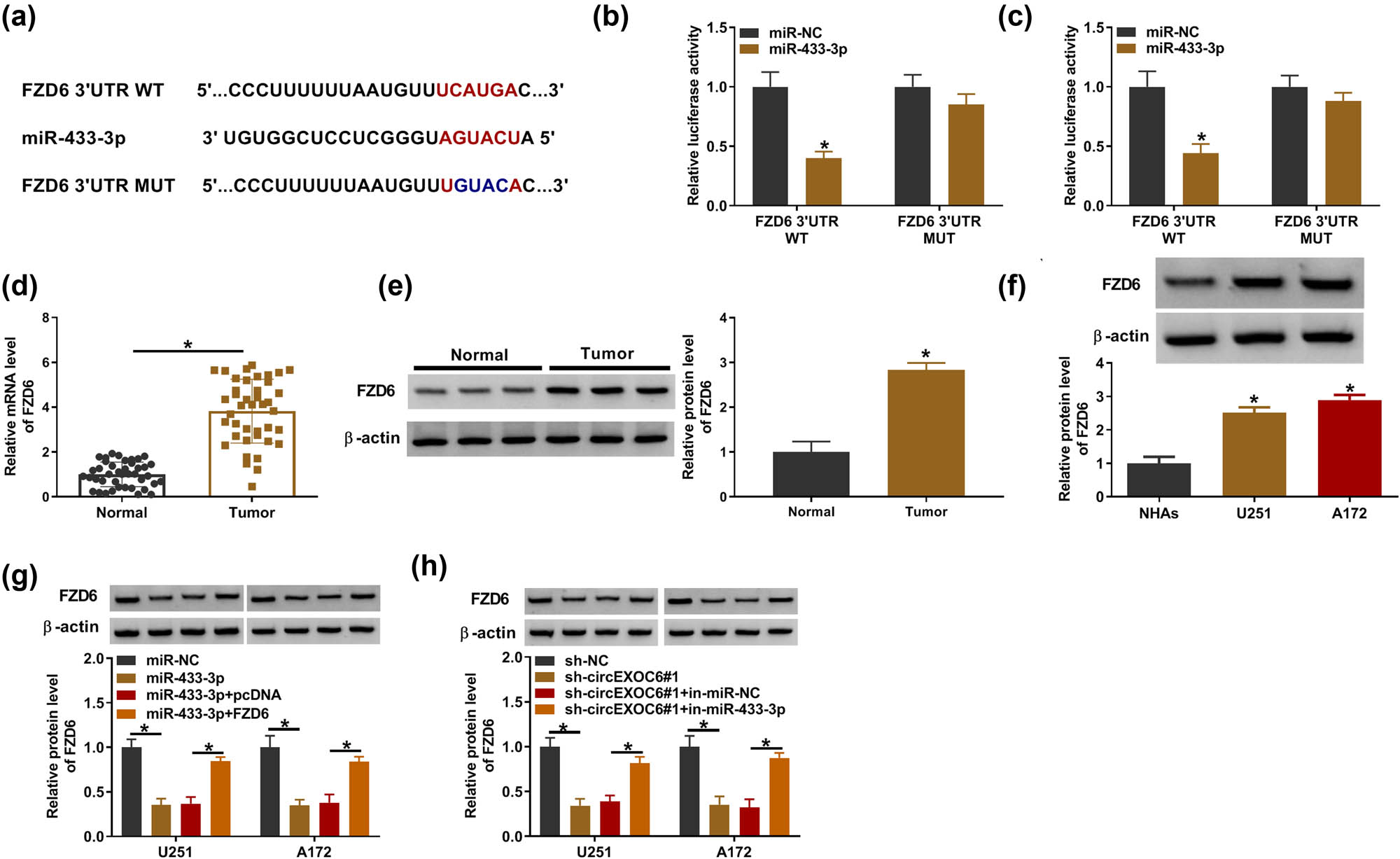 Figure 5 
                  CircEXOC6 mediated FZD6 expression by targeting miR-433-3p. (a) FZD6 was predicted to be the target of miR-433-3p by starbase. (b) and (c) Dual-luciferase reporter assay was used to validate the interaction between miR-433-3p and FZD6. (d) and (e) The mRNA and protein levels of FZD6 were evaluated in glioma tissues and normal tissues. (f) The protein level of FZD6 in glioma cells was determined by western blot. (g) The protein level of FZD6 was examined in U251 and A172 cells transfected with miR-NC, miR-433-3p, miR-433-3p + pcDNA, or miR-433-3p + FZD6. (h) The protein level of FZD6 was evaluated in U251 and A172 cells transfected with sh-NC, sh-circEXOC6#1, sh-EXOC6#1 + in-miR-NC, or sh-circEXOC6#1 + in-miR-433-3p. All experiments were performed in triplicate, with each independent experiment set three times to generate an average value. *P < 0.05.
               