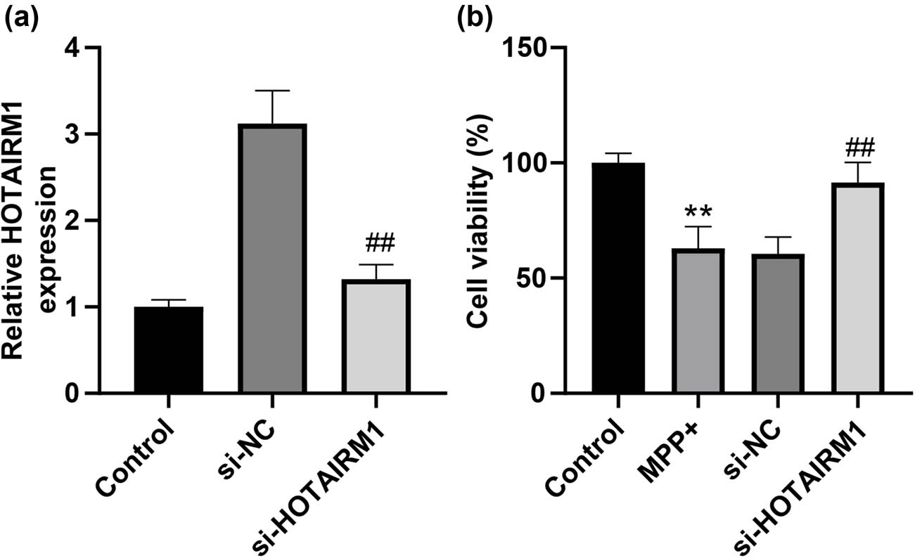Figure 2 
                  HOTAIRM1 knockdown strengthens MPP+-induced SH-SY5Y cell viability. si-NC and si-HOTAIRM1 were transfected into SH-SY5Y cells for 24 h, after which cells were stimulated by 1.0 mM MPP+ for 24 h. (a) HOTAIRM1 expression in SH-SY5Y cells was evaluated via qRT-PCR. (b) SH-SY5Y cell viability was determined by CCK-8 assay. Compared with the control group, **p < 0.01; compared with the si-NC group, ##
                     p < 0.01.
               