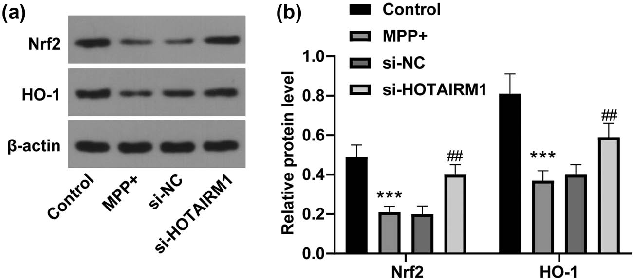 Figure 5 
                  HOTAIRM1 knockdown could activate the Nrf2/HO-1 pathway in MPP+-induced SH-SY5Y cells. SH-SY5Y cells were transfected with si-NC and si-HOTAIRM1MPP+ for 24 h before cells were challenged by 1.0 mM MPP+ for 24 h. (a) Western blot analysis was conducted to assess the protein levels of Nrf2 and HO-1. (b) Comparison of the gray values of Nrf2 and HO-1. Compared with the control group, ***p < 0.001; compared with the si-NC group, ##
                     p < 0.01.
               