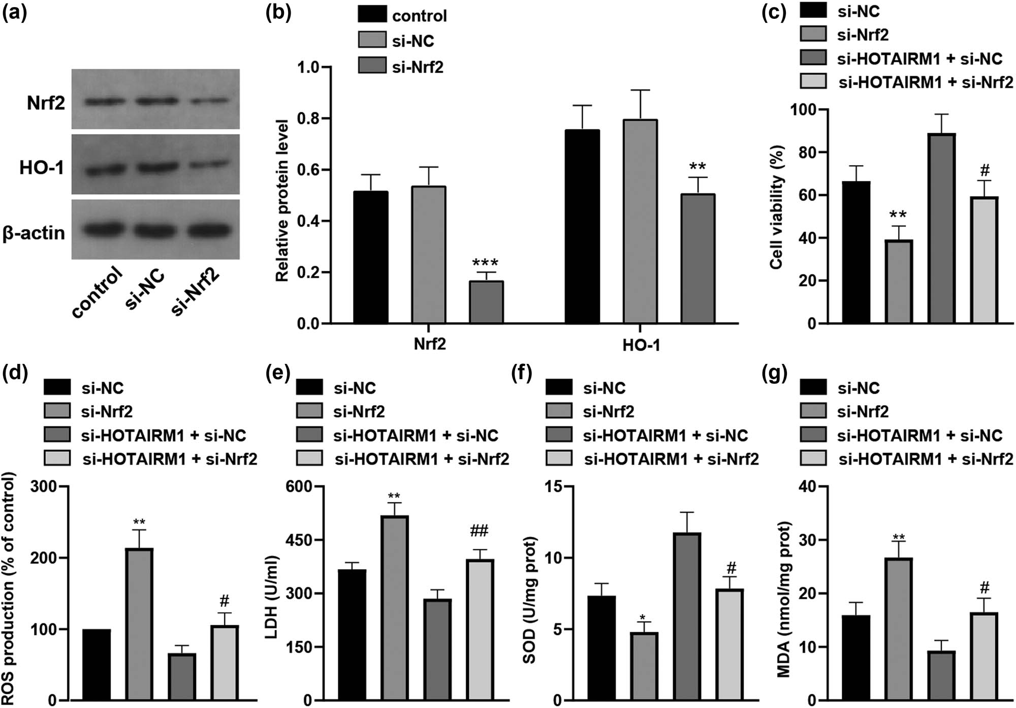 Figure 6 
                  Nrf2 inhibition counteracts the role of HOTAIRM1 knockdown in MPP+-induced SH-SY5Y cell oxidative stress. SH-SY5Y cells were transfected with si-NC and si-HOTAIRM1MPP+ for 24 h before cells were challenged by 1.0 mM MPP+ for 24 h. (a) Western blot analysis was conducted to assess the protein levels of Nrf2 and HO-1. (b) Comparison of the gray values of Nrf2 and HO-1. Compared with the si-NC group, ***p < 0.001, **p < 0.01. (c) Cell viability was measured by CCK-8 assay. (d) ROS level in each group. (e) LDH activity in each group. (f) SOD level in each group. (g) MDA level in each group. Compared with the si-NC group, **p < 0.01; compared with the si-HOTAIRM1 + si-NC group, #
                     p < 0.05.
               