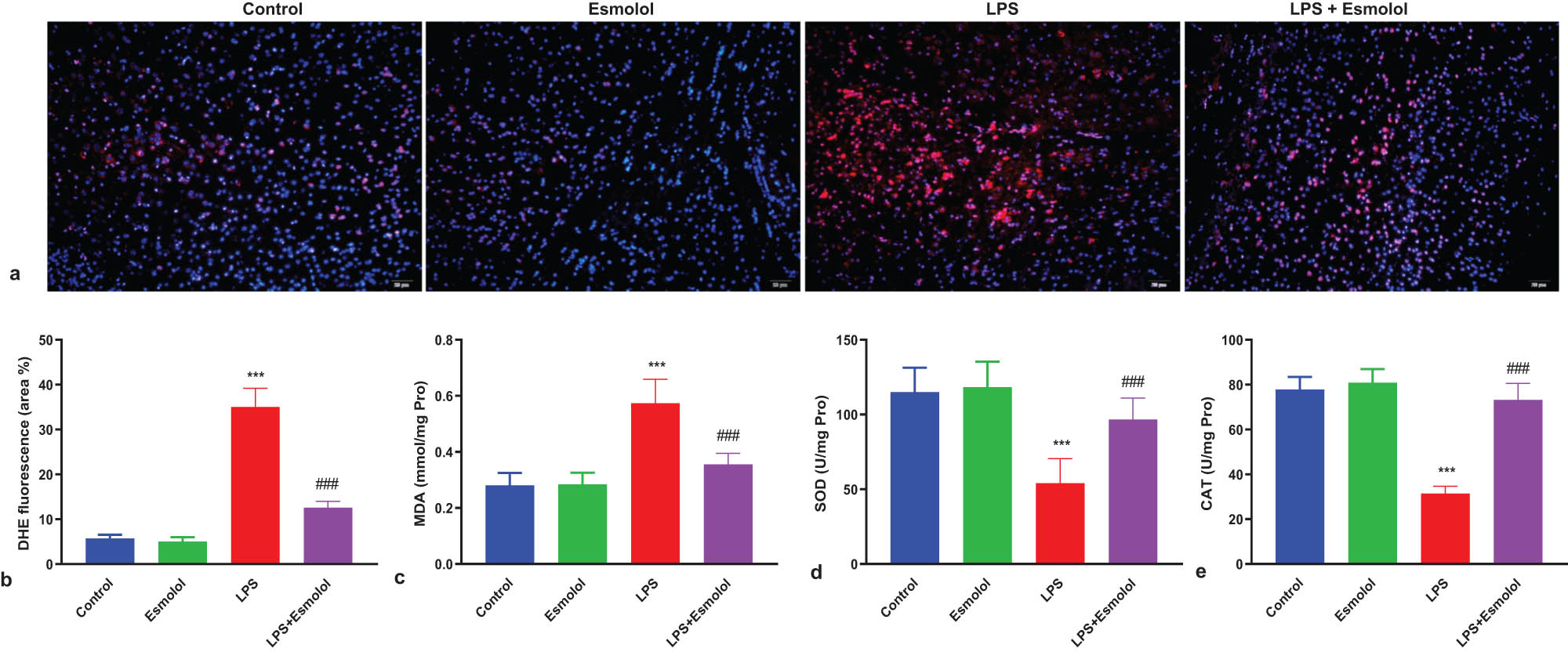 Figure 4 
                  Esmolol suppresses oxidative stress in the hippocampus of septic mice. (a) Representative images of hippocampal tissue stained with DHE (magnification, 200×; scale bar: 50 μm). (b) The extent of cellular ROS was quantified by calculating the percentage of DHE fluorescence area. The levels of (c) MDA, (d) SOD, and (e) CAT were measured in the hippocampal lysate. Data were shown as the mean ± SD (n = 8 per group). ***P < 0.001 vs control group; ###P < 0.001 vs LPS group.
               