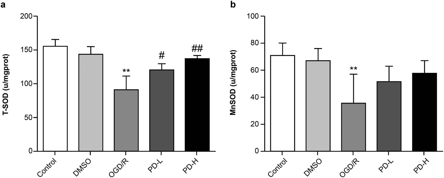 Figure 3 
                  T-SOD and Mn-SOD activities in each group. (a) T-SOD activity. (b) Mn-SOD activity. Data are expressed as mean value ± standard deviation (n = 3). **p < 0.01 vs the control group; #
                     p < 0.05 vs the OGD/R group; ##
                     p < 0.01 vs the OGD/R group.
               