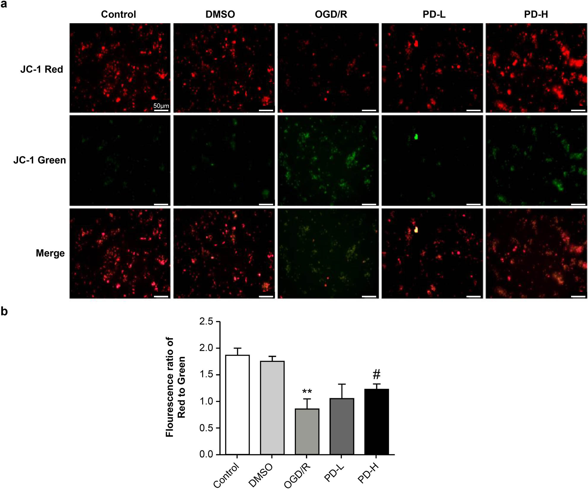 Figure 5 
                  Mitochondrial membrane potential. (a) Determination of membrane potential using fluorescence microscopy. Images were acquired at 100×. (b) The relative amount of red/green fluorescence was calculated using ImageJ software. Data are presented as mean value ± standard deviation (n = 3). **p < 0.01 vs the control group; #
                     p < 0.5 vs the OGD/R group.
               