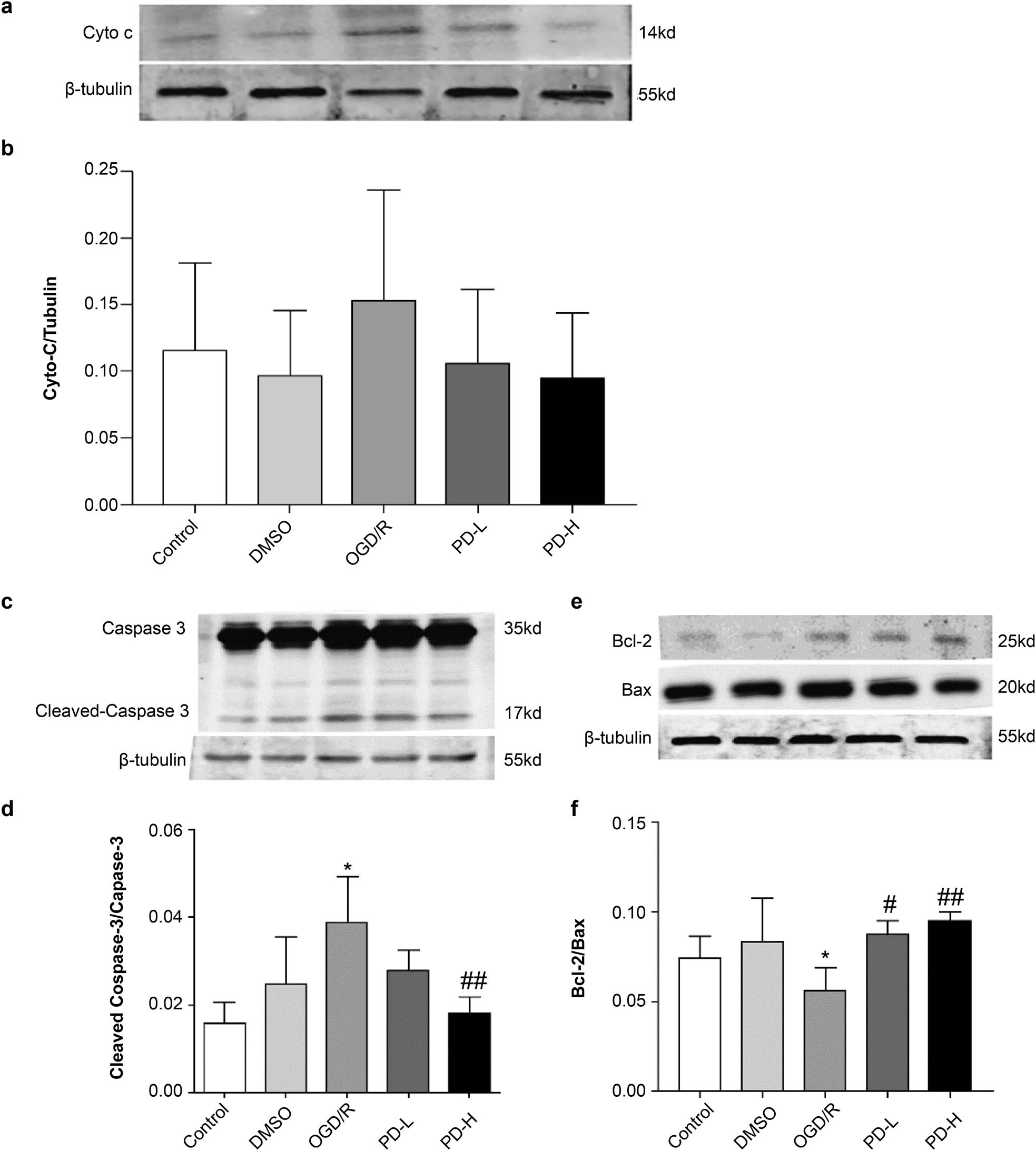 Figure 8 
                  Western blotting of mitochondrial Cyto C, cleaved-caspase 3, caspase 3, Bcl-2, and Bax. (a) Western blotting of Cyto C. (b) Quantification of Cyto C band intensities. (c) Western blotting of cleaved-caspase 3 and caspase 3. (d) Ratio of cleaved-caspase 3/caspase 3 band intensities. (e) Western blotting of Bcl-2 and Bax. (f) Bcl-2/Bax quantification. Values are presented as mean value ± standard deviation (n = 3). *p < 0.05 vs the control group; #
                     p < 0.05 vs the OGD/R group; ##
                     p < 0.01 vs the OGD/R group.
               