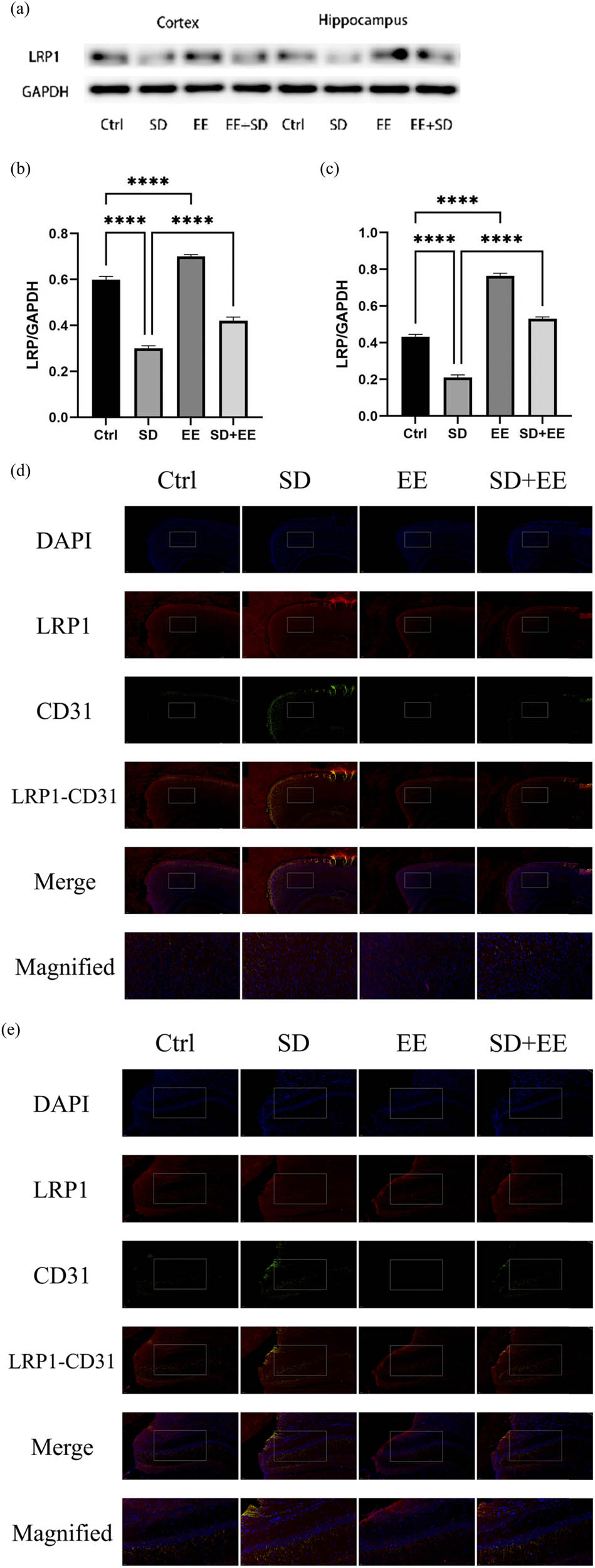 Figure 3 
                  Effect of EE on LRP1 expression in chronic sleep-deprived mice. Note: (a) prefrontal cortex and hippocampal LRP1 protein bands in each group; (b and c) analysis of grayscale values of prefrontal cortex and hippocampal LRP1/GAPDH in each group; (d) immunofluorescence staining of prefrontal cortex LRP1 (red), CD31 (green), and DAPI (blue) in each group: magnification scale bar = 100 μm, other scale bar = 20 μm; (e) immunofluorescence staining of prefrontal cortex and hippocampal LRP1 (red), CD31 (green), and DAPI (blue) in each group: magnification scale bar = 50 μm, other scale bar = 20 μm; (f) percentage of CD31-LRP1 co-localization area of prefrontal cortex stretching CD31 area in each group; and (g) percentage of CD31-LRP1 co-localization area of hippocampal stretching CD31 area in each group (n = 3, ****P < 0.001, *P < 0.01).
               