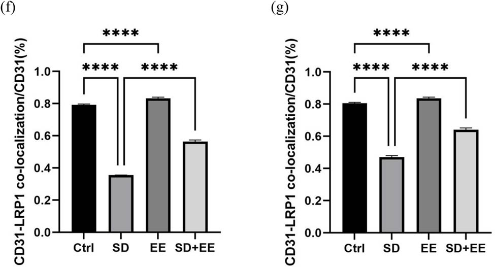 Figure 3 
                  Effect of EE on LRP1 expression in chronic sleep-deprived mice. Note: (a) prefrontal cortex and hippocampal LRP1 protein bands in each group; (b and c) analysis of grayscale values of prefrontal cortex and hippocampal LRP1/GAPDH in each group; (d) immunofluorescence staining of prefrontal cortex LRP1 (red), CD31 (green), and DAPI (blue) in each group: magnification scale bar = 100 μm, other scale bar = 20 μm; (e) immunofluorescence staining of prefrontal cortex and hippocampal LRP1 (red), CD31 (green), and DAPI (blue) in each group: magnification scale bar = 50 μm, other scale bar = 20 μm; (f) percentage of CD31-LRP1 co-localization area of prefrontal cortex stretching CD31 area in each group; and (g) percentage of CD31-LRP1 co-localization area of hippocampal stretching CD31 area in each group (n = 3, ****P < 0.001, *P < 0.01).
               