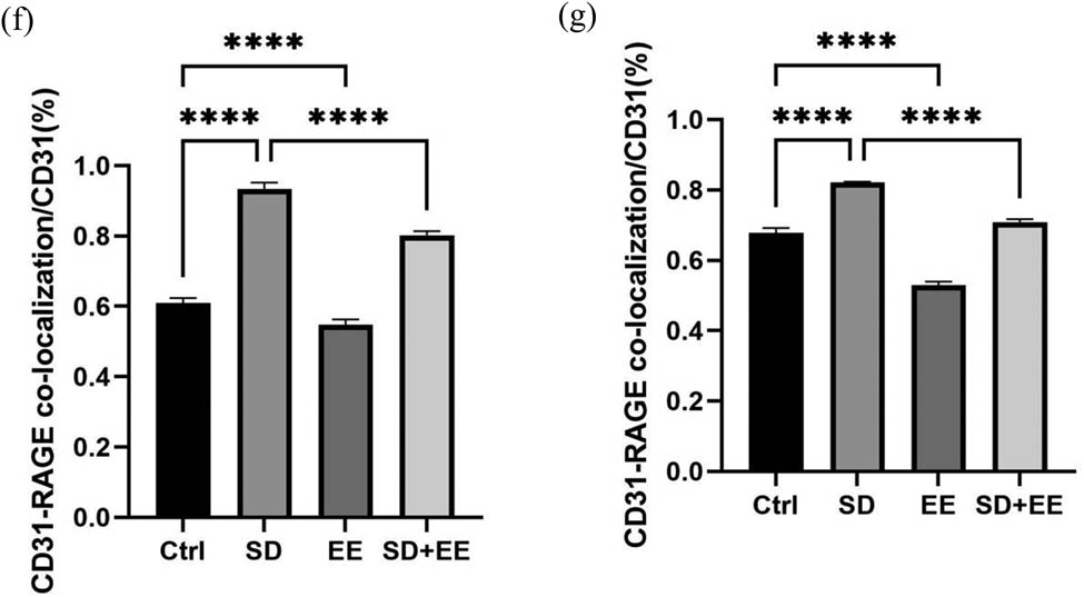 Figure 4 
                  Effect of EE on RAGE expression in chronic sleep-deprived mice. Note: (a) prefrontal cortex and hippocampal RAGE protein bands in each group; (b and c) analysis of grayscale values of prefrontal cortex and hippocampal RAGE/GAPDH in each group; (d) immunofluorescence staining of prefrontal cortex RAGE (green), CD31 (red), and DAPI (blue) in each group, magnification scale bar = 100 μm, other scale bar = 20 μm; (e) immunofluorescence staining of prefrontal cortex and hippocampal RAGE (red), CD31 (green), and DAPI (blue) in each group, magnification scale bar = 50 μm, other scale bar = 20 μm; (f) percentage of CD31-RAGE co-localization area of prefrontal cortex stretching CD31 area in each group; and (g) percentage of CD31-RAGE co-localization area of hippocampal stretching CD31 area in each group (n = 3, ****P < 0.001).
               