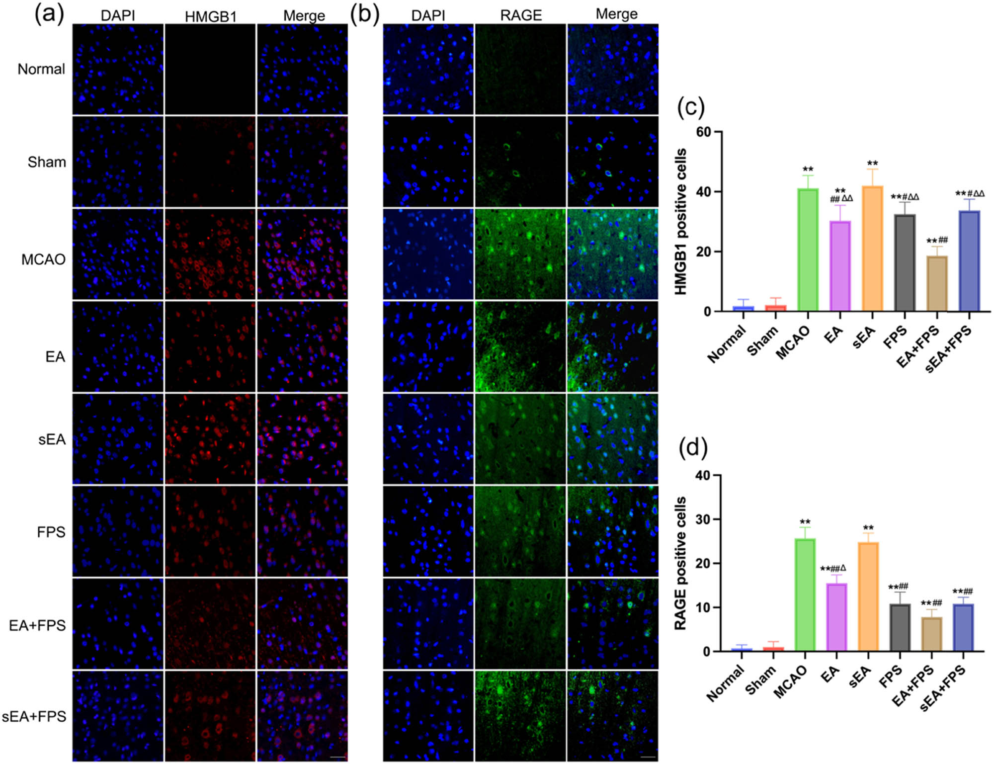 Figure 3 
                  Immunofluorescence staining of HMGB1 and RAGE in the eight groups on the 14th day after the treatment. (a) Immunofluorescence staining of HMGB1 in the M1 region. (b) Immunofluorescence staining of RAGE in the M1 region. (c) An immunofluorescent analysis of HMGB1. n = 6/group. **p < 0.0001, MCAO vs Normal; **p < 0.0001, EA vs Normal; **p < 0.0001, sEA vs Normal; **p < 0.0001, FPS vs Normal; **p < 0.0001, EA + FPS vs Normal; **p < 0.0001, sEA + FPS vs Normal; ##
                     p < 0.0001, EA vs MCAO; ##
                     p < 0.0001, FPS vs MCAO; ##
                     p < 0.0001, EA + FPS vs MCAO; ##
                     p < 0.0001, sEA + FPS vs MCAO; ∆∆
                     p = 0.0007, EA vs EA + FPS; ∆∆
                     p < 0.0001, FPS vs EA + FPS; ∆∆
                     p < 0.0001, sEA + FPS vs EA + FPS. (d) An immunofluorescence analysis of RAGE. n = 6/group. Scale bar = 50 µm, magnification ×400. **p < 0.0001, MCAO vs Normal; **p < 0.0001, EA vs Normal; **p < 0.0001, sEA vs Normal; **p < 0.0001, FPS vs Normal; **p < 0.0001, EA + FPS vs Normal; **p < 0.0001, sEA + FPS vs Normal; ##
                     p < 0.0001, EA vs MCAO; ##
                     p < 0.0001, FPS vs MCAO; ##
                     p < 0.0001, EA + FPS vs MCAO; ##
                     p < 0.0001, sEA + FPS vs MCAO; ∆∆
                     p = 0.0064, EA vs EA + FPS. ANOVA; mean ± SEM.