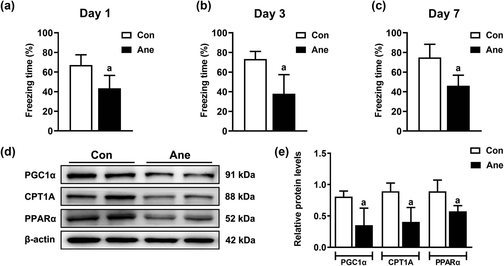Figure 1 
                  Long-term isoflurane anesthesia led to impaired cognition and reduced levels of fatty acid oxidation-related proteins in mice. Long-term isoflurane anesthesia leads to contextual memory impairments in mice on Day 1 (a), Day 3 (b), and Day 7 (c). All data are presented as mean ± SD (n = 6/group). a
                     P < 0.05, compared with the Con group. (d) Long-term isoflurane anesthesia leads to a decreased level of fatty acid oxidation-related proteins PGC1α, CPT1A, and PPARα in mice. (e) The protein quantitation histogram of (d). All data are presented as mean ± SD (n = 4/group). a
                     P < 0.05, compared with the Con group.