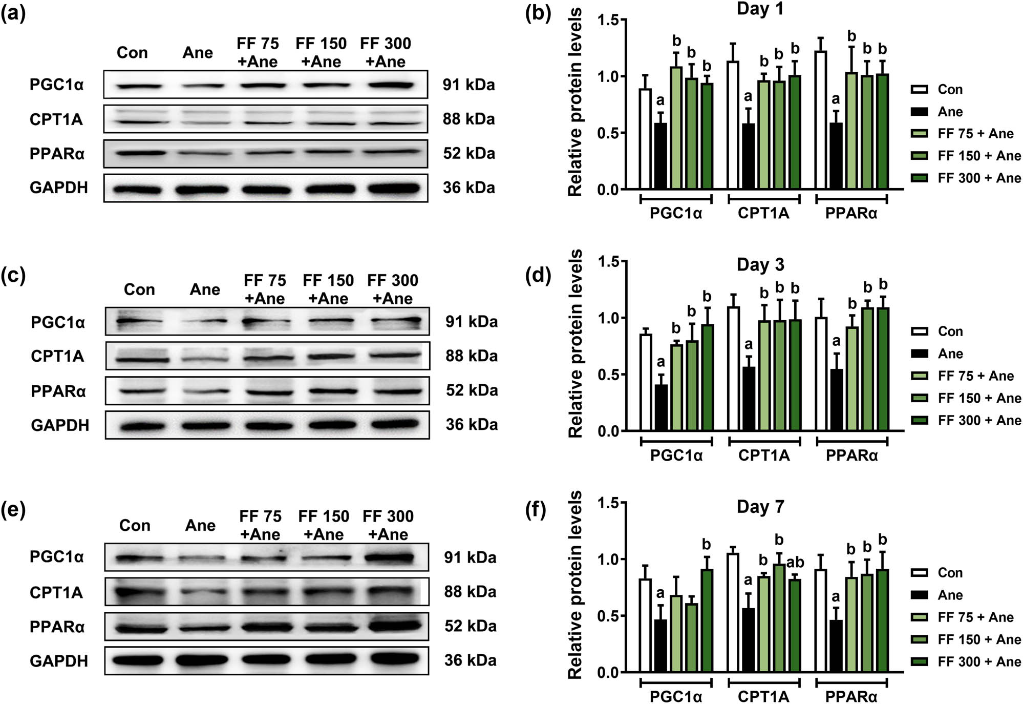 Figure 3 
                  PPARα agonist FF pretreatment ameliorates the decreased level of fatty acid oxidation-related proteins after long-term isoflurane anesthesia in mice. Relative protein expressions of PGC1α, CPT1A, and PPARα on Day 1 (a), 3 (c), and 7 (d) after isoflurane anesthesia. (b) The protein quantitation histogram of (a). (d) The protein quantitation histogram of (c). (f) The protein quantitation histogram of (e). All data are presented as mean ± SD (n = 3/group). a
                     P < 0.05, compared with the Con group; b
                     P < 0.05, compared with the Ane group.