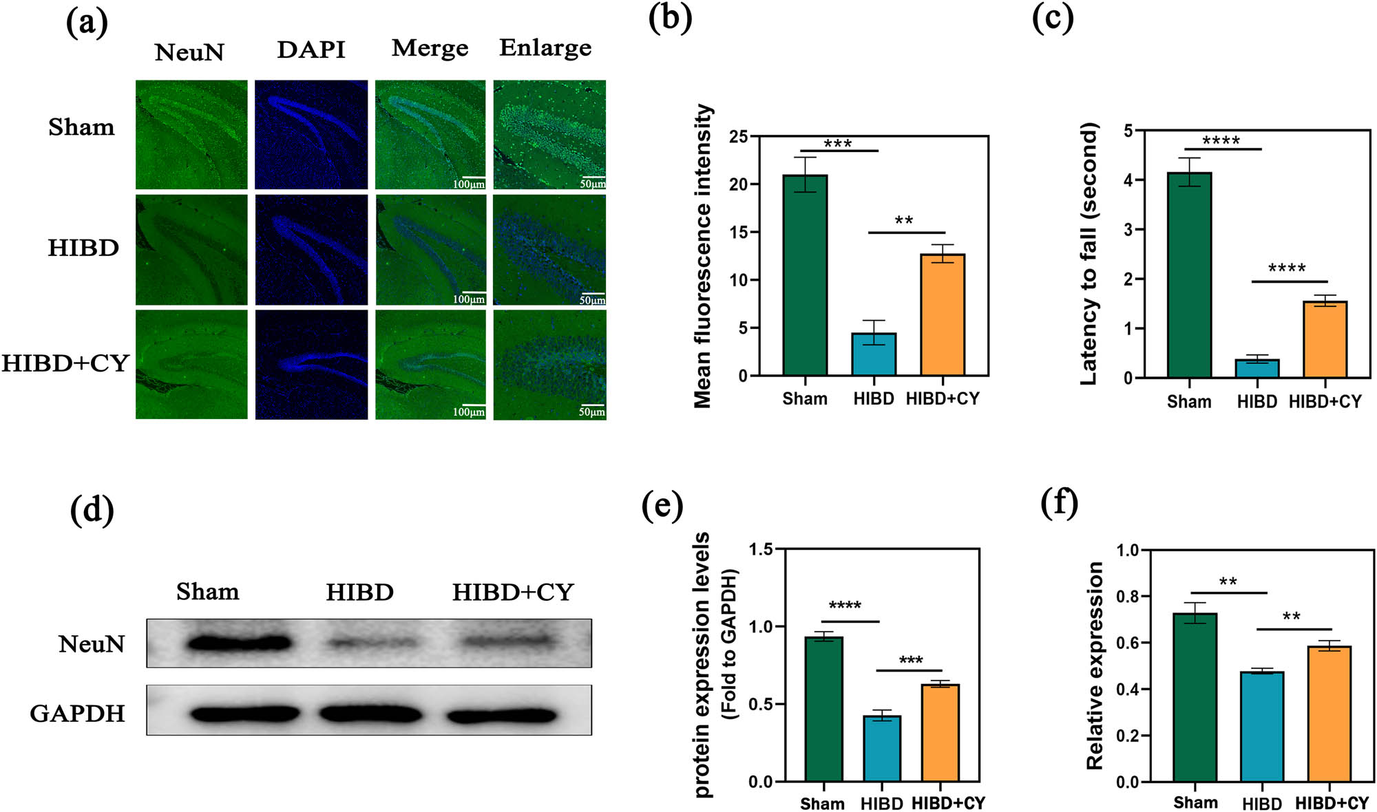Figure 1 
                  CY reduces hippocampal neuronal death in a neonatal rat HIBD model. (a) Immunofluorescence of NeuN in the hippocampus of a HIBD model; scale bar: 100, 50 μm. (b) Mean fluorescence intensity of NeuN in the hippocampus of a HIBD model. (c) Behavioral test of the HIBD model in neonatal rats. (d) Western blot of NeuN in the hippocampus. (e) Expression statistics of the NeuN protein (WB). (f) Relative mRNA expression of NeuN (qRT-PCR) **P < 0.01 and *** P < 0.001, n = 5.
               