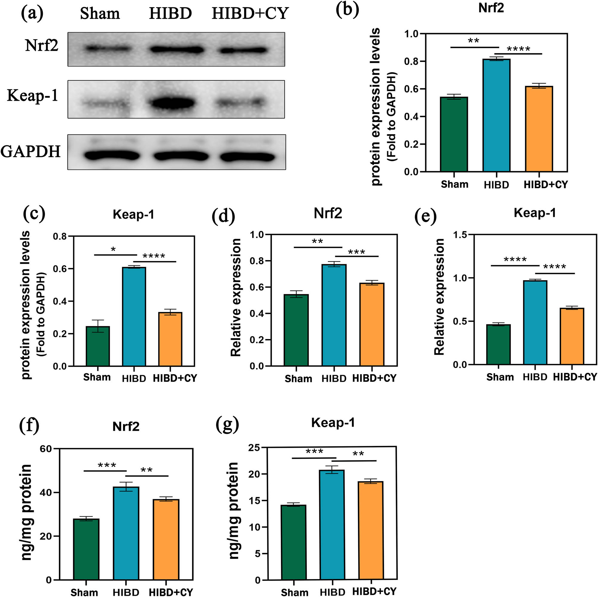Figure 4 
                  CY represses Nrf2/Keap-1 signaling pathway activation. (a) Western blots of Nrf2 and Keap-1. (b) Expression statistics of Nrf2 protein (WB). (c) Expression statistics of the Keap-1 protein (WB). (d) Relative mRNA expression of Nrf2 (qRT-PCR). (e) Relative mRNA expression of Keap-1 (qRT-PCR). (f) Expression of Nrf2 in the hippocampus (ELISA). (g) Expression of Keap-1 in the hippocampus (ELISA). *P < 0.05; **P < 0.01; and *** P < 0.001, n = 5.
               