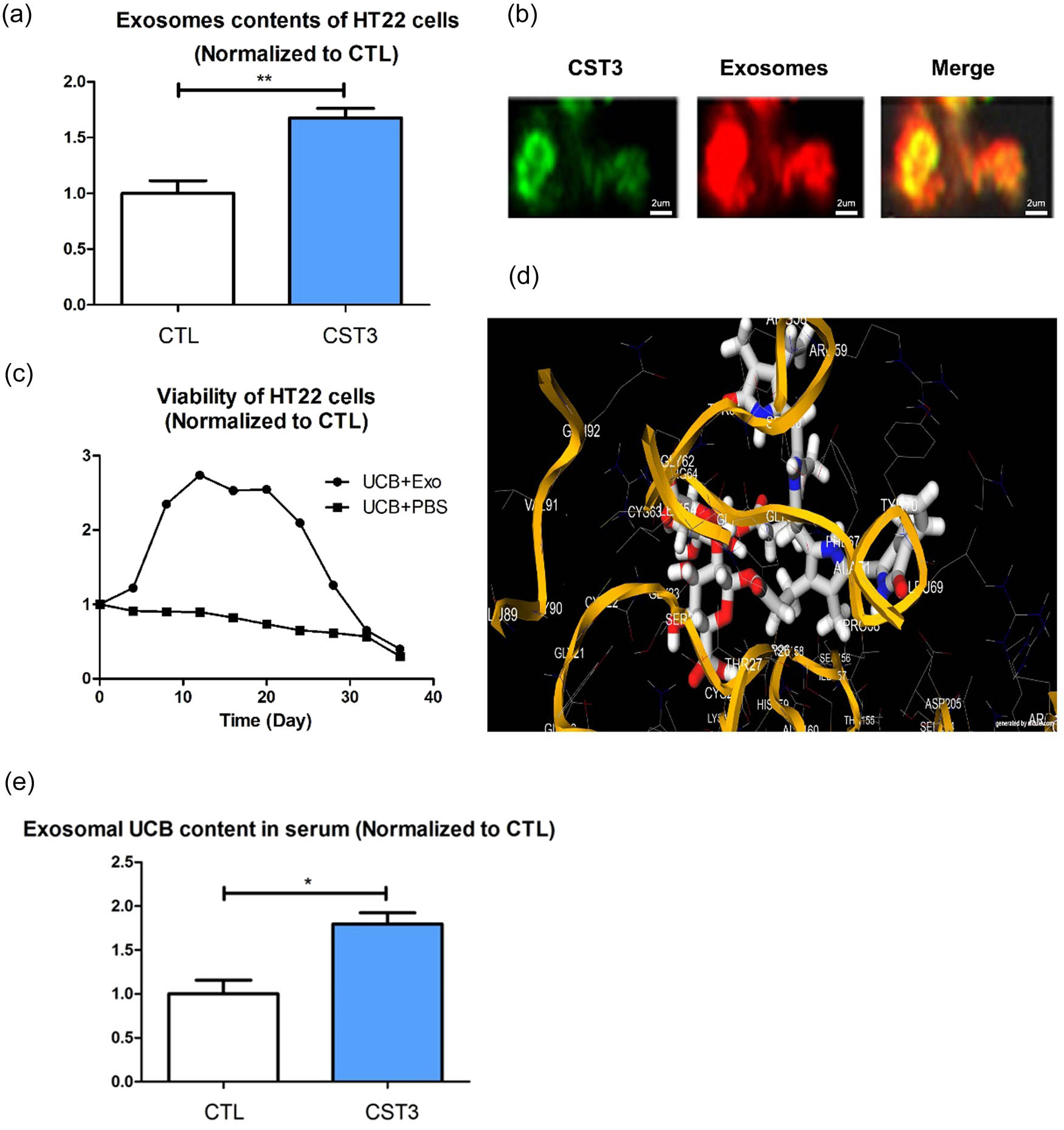 Figure 2 
                  CST3 may promote UCB excreted out of cells in the form of entering into exosomes: (a) exosomes content in the CST3 overexpression group and the control group, (b) DiL staining of exosomes, (c) different time points of cell viability in the exosomes group and control group, (d) molecular docking between UCB and CST3, and (e) serum exosomal bilirubin levels. *p ≤ 0.05; **p ≤ 0.01.
               