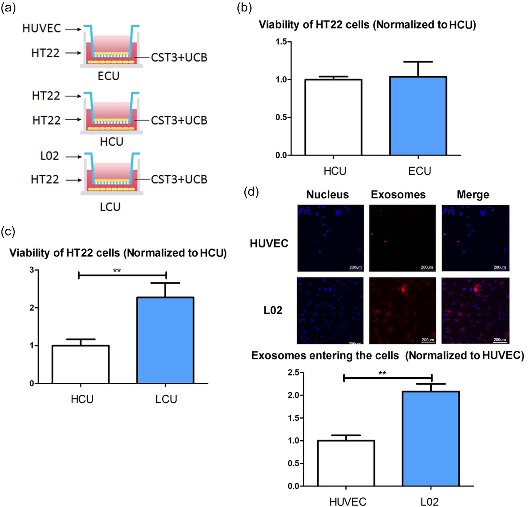 Figure 3 
                  UCB exosomes entered liver cells: (a) establish co-cultured systems, (b) viability of the ECU HT22 cells and HCU HT22 cells, (c) viability of the LCU HT22 cells and the HCU HT22 cells, and (d) exosomes uptake ability of L02 cells and HUVECs. ECU: co-cultured with HUVECs and treated with CST3 + UCB; HCU: co-cultured with HT22 and treated with CST3 + UCB; LCU: co-cultured with L02 cells and treated with CST3 + UCB. **p ≤ 0.01.
               