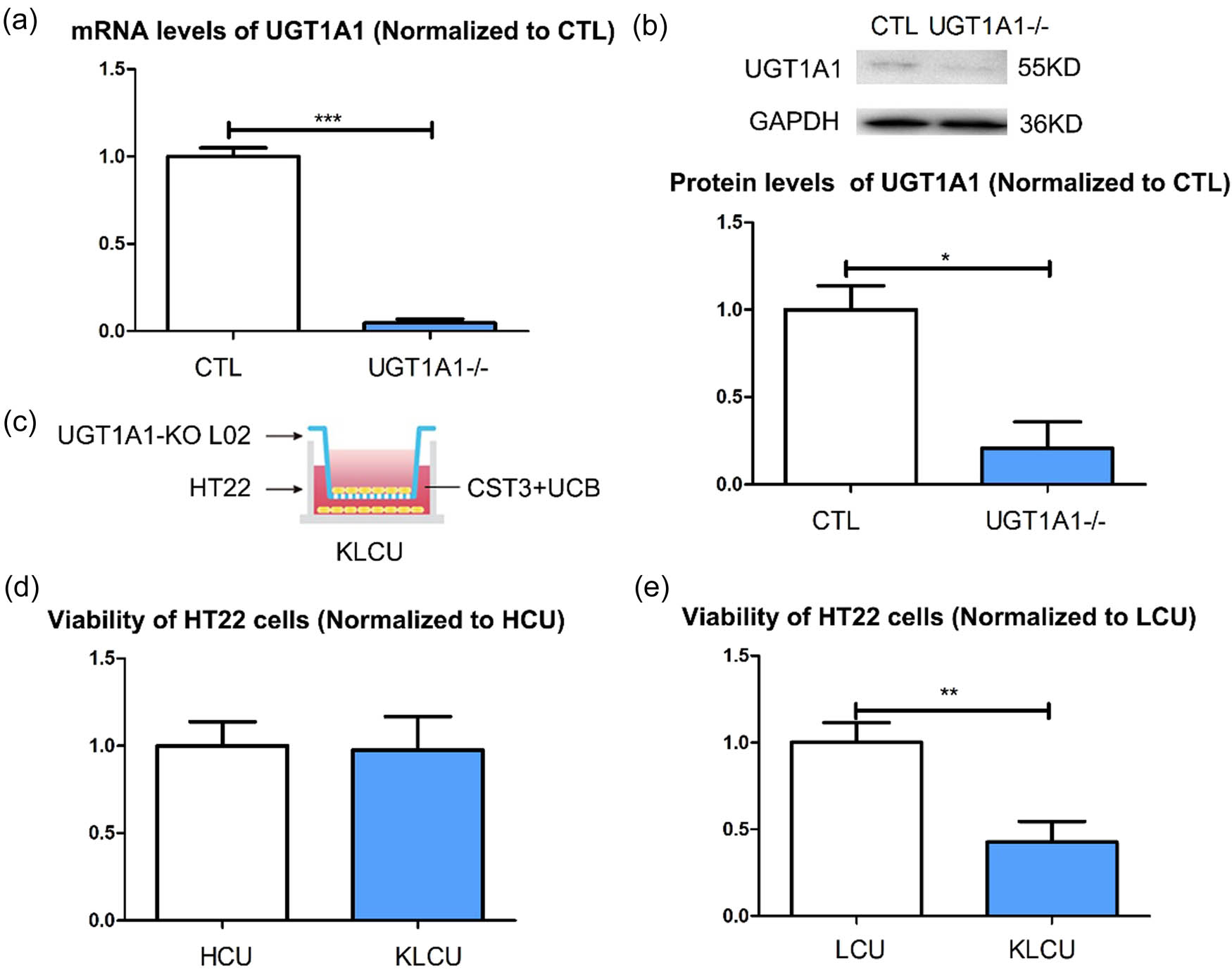 Figure 4 
                  Function of CST3 via exosomes is dependent on liver cells UGT1A1s: (a) verification of UGT1A1 knockout L02 cells in mRNA level, (b) verification of UGT1A1 knockout L02 cells in protein level, (c) establish KLCU co-cultured system, (d) viability of the KLCU HT22 cells and HCU HT22, and (e) viability of the KLCU HT22 cells and LCU HT22. KLCU: co-cultured with UGT1A1-KO L02 cells and treated with CST3 + UCB. *p ≤ 0.05; **p ≤ 0.01; ***p ≤ 0.001.
               