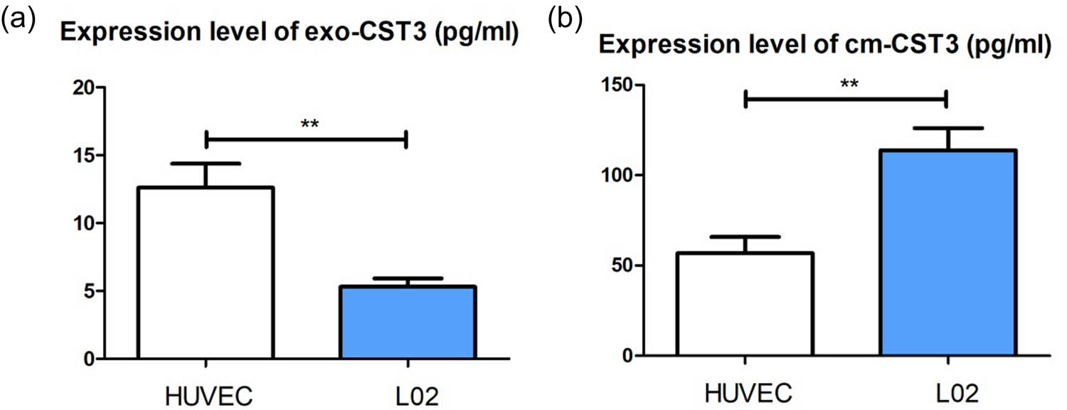 Figure 5 
                  UCB exosomes were internalized by liver cells: (a) CST3 levels in exosomes secreted from L02 cells and HUVECs by ELISA and (b) CST3 levels in the culture supernatant of L02 cells and HUVECs by ELISA. **p ≤ 0.01.
               