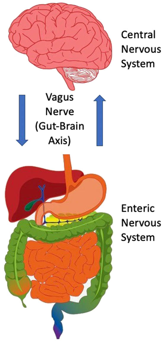 Figure 2 
               A schematic diagram depicting the interaction of the brain and gastrointestinal tract in the processing and signaling outcomes of disgust. This bidirectional communication takes place via the vagus nerve, which has acquired a special significance as a viable target for treating various neurological and psychiatric disorders (e.g., refractory epilepsy and chronic treatment-resistant depression, respectively). The vagus nerve converts interoceptive information into electrical signals that stream up to the visceral hindbrain (medulla) and then subsequently to neural circuits of the cognitive cortices (prefrontal, orbitofrontal, insula), emotional limbic systems (amygdala), and neuroendocrine-secreting sites (hypothalamus). On the basis of this circuitous pathway, it is clear that the emotional expression of disgust recruits a broad cell network that primes affective-behavioral states to limit harm from opportunistic pathogens. The fact that the brain and gastrointestinal tract (including the enteric nervous system) are entangled to generate levels of disgust has important implications for our ability to understand personality disorders such as psychopathy.
            