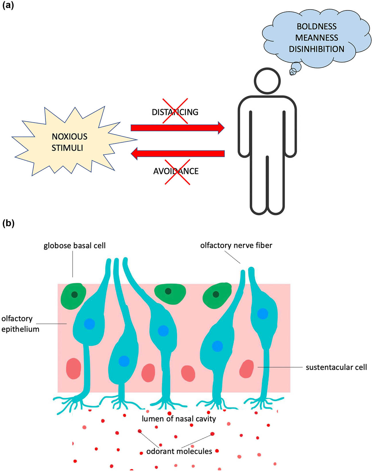 Figure 4 
               Psychopaths impulsively engage in repeated violent acts of criminality that expose them to a number of different pathogens and parasites. Thus, defense strategies or avoidance adaptations to limit infection in these individuals are either temporarily suppressed or permanently downregulated (X) to give in to stronger drives (a). This working hypothesis provides a new framework to advance the understanding of complex, multidimensional, and multifactorial human behaviors (e.g., meanness and disinhibition). We propose (among other causative factors) that fractures in olfactory function may contribute to psychopathy, as anosmia or contextual odor deficits have long been associated with neuropsychiatric disorders [74]. The olfactory epithelium is the only part of the CNS where nerve endings are directly exposed to the outside world (b). Additionally, olfactory neurons have direct access to neural circuits that control emotions (amygdala) and memories (hippocampus). Impaired discrimination of fouling odors (odorant molecules) within the brain may be a feature of psychopathy, as subjects with this personality disorder need to overcome functional barriers of disgust sensitivity to achieve rewarding experiences and exert self-control over their own awry emotions. Globose basal cell: neural progenitor in the olfactory epithelium. Sustentacular cell: this particular cell type provides the structural integrity of the olfactory epithelium. Olfactory neurons bundle together to form nerve fibers.
            