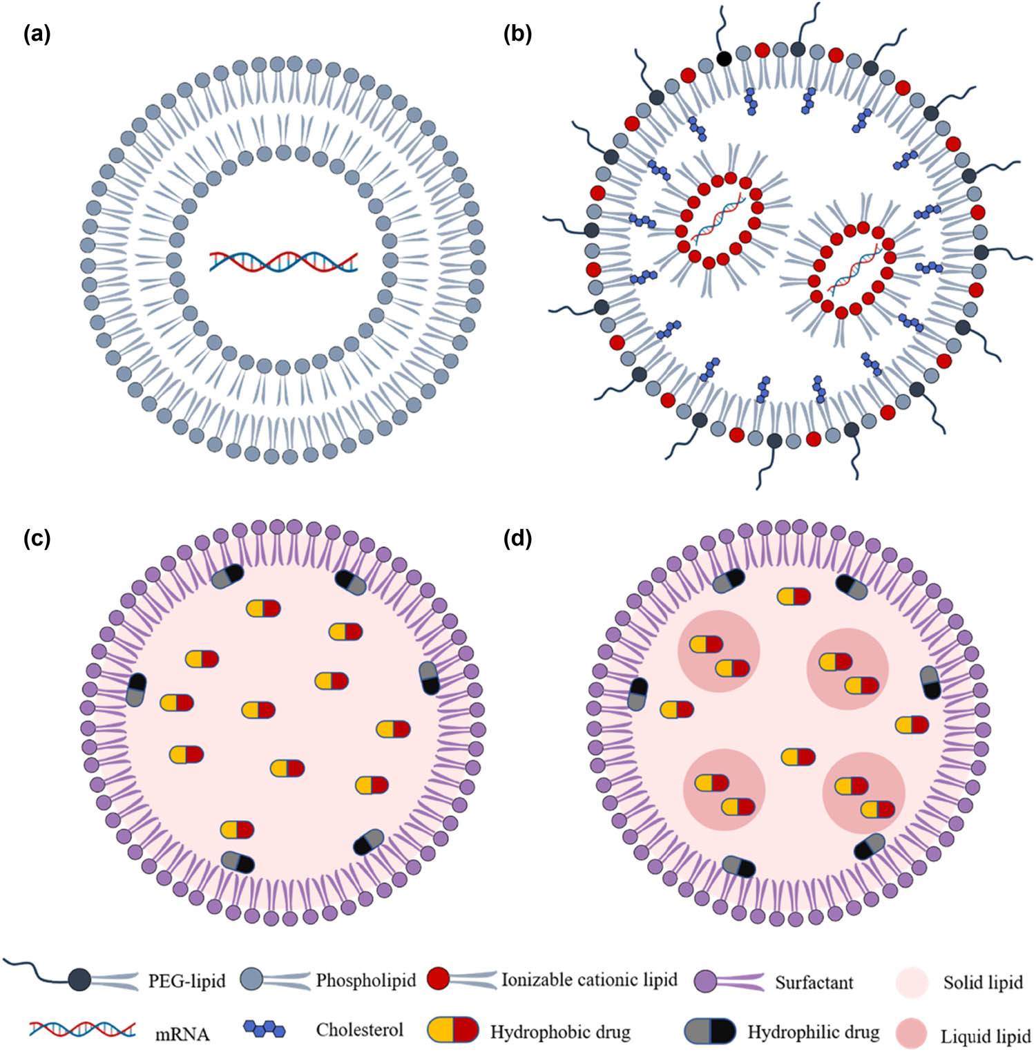 Figure 2 
                   Schematic representation of lipid-based NPs. They are classified according to the physical state of their lipidic component in NPs, which include (a) liposomes, (b) LNPs, (c) SLNs, and (d) NLCs.
               