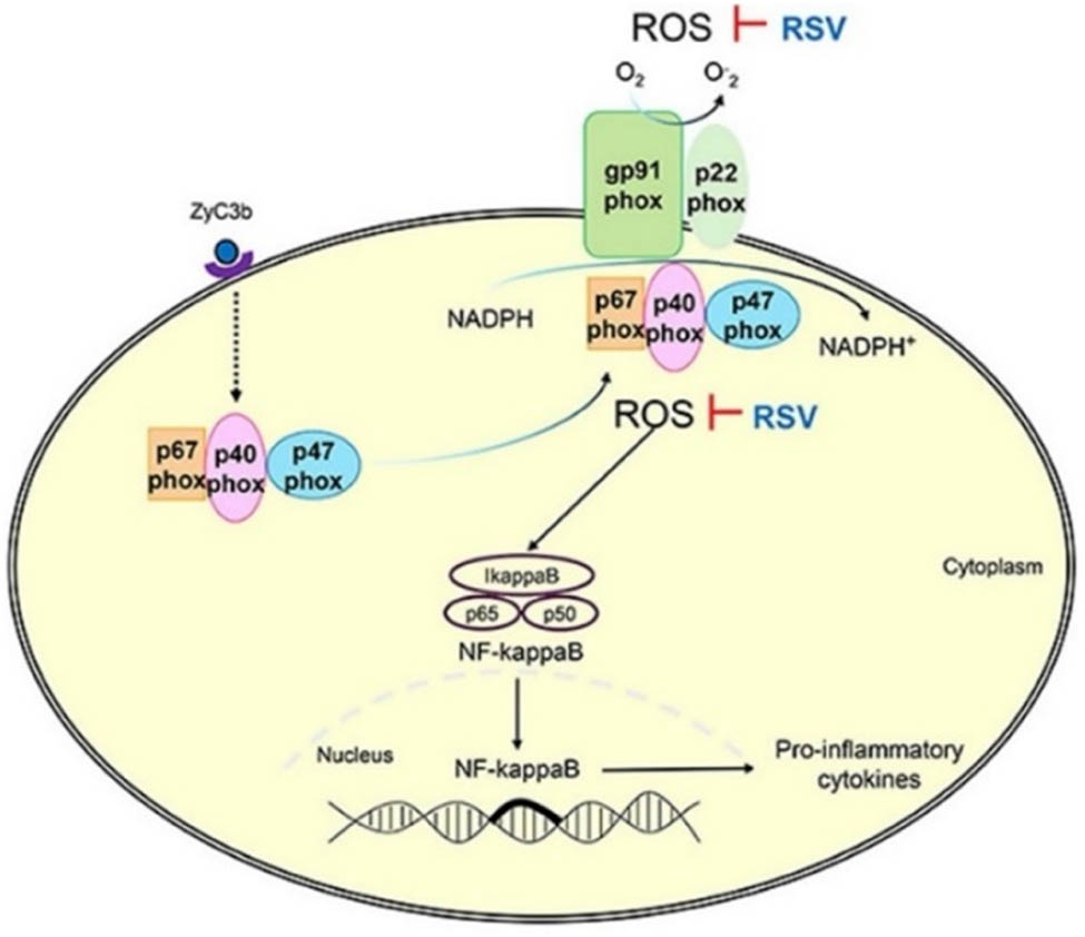 Figure 2 
                  The role of RSVs in reducing ROS production, which may help mitigate inflammation and oxidative stress in MS patients [82].
               