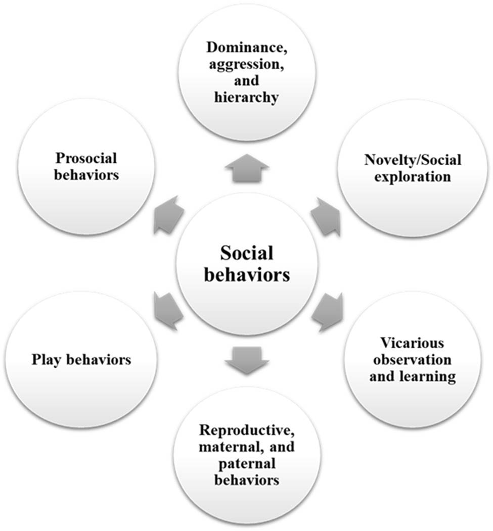 Figure 1 
                  Social behaviors in rodents.
               