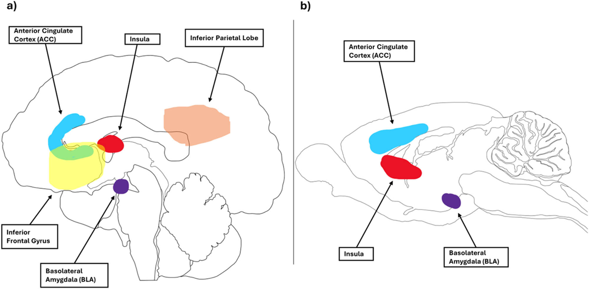 Figure 3 
                     Brain regions involved in affective aspects of prosocial responses in humans and rats. Brain designs reproduced and adapted with the permission of Gill Brown from https://neuroscience-graphicdesign.com/. (a) Human brain and (b) rat brain.
                  