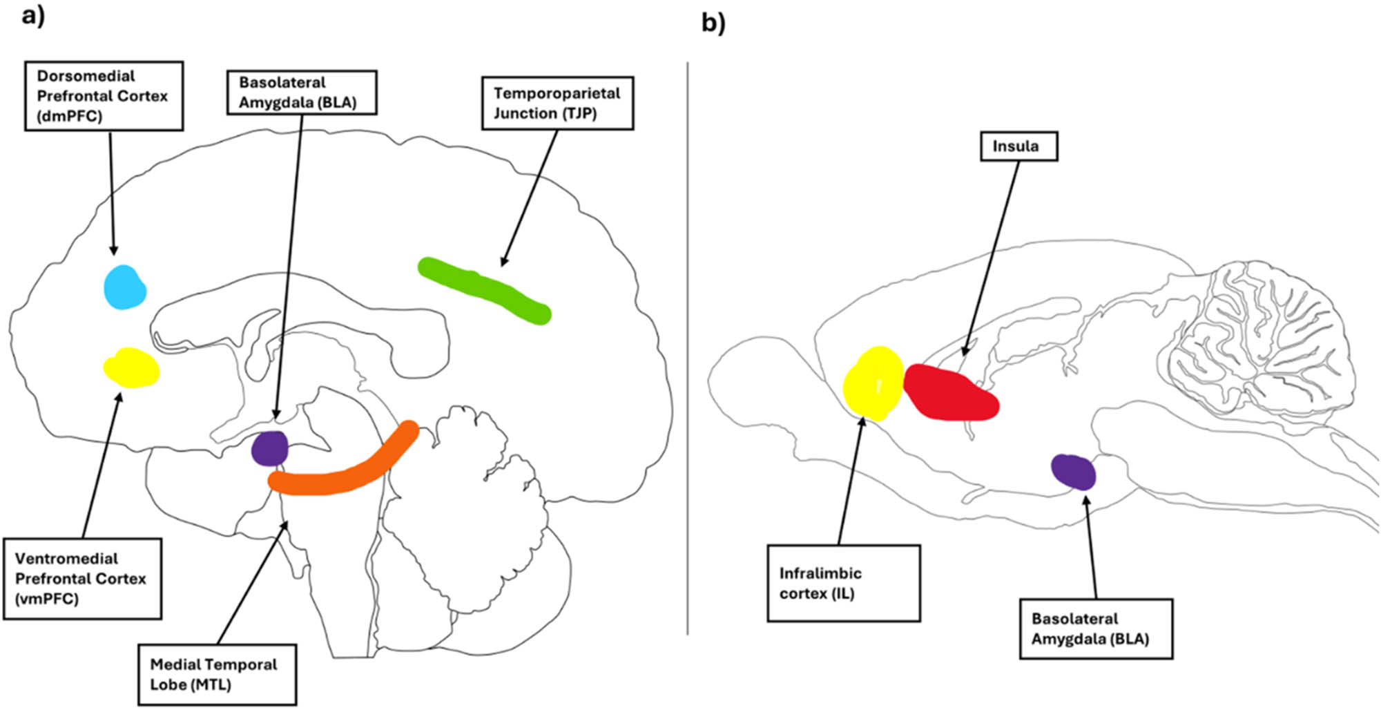 Figure 4 
                     Brain regions involved in cognitive aspects of prosocial responses in humans and rats. Brain designs reproduced and adapted with the permission of Gill Brown from https://neuroscience-graphicdesign.com/. (a) Human brain and (b) rat brain.
                  