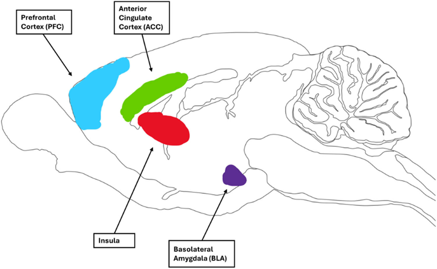 Figure 5 
                     Brain regions involved in a sharing task in rats. Brain design reproduced and adapted with the permission of Gill Brown from https://neuroscience-graphicdesign.com/.
                  