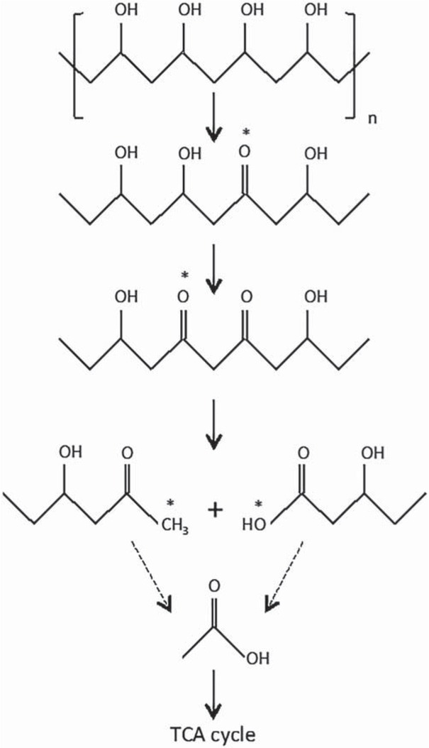 Figure 3 Proposed PVOH biodegradation pathway (after Wilkes and Aristilde [23])